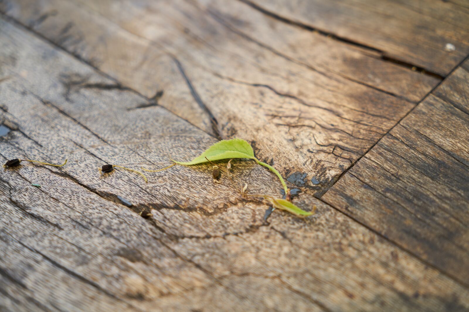 Sony a7R II sample photo. Ground, wood-fibre boards, table photography