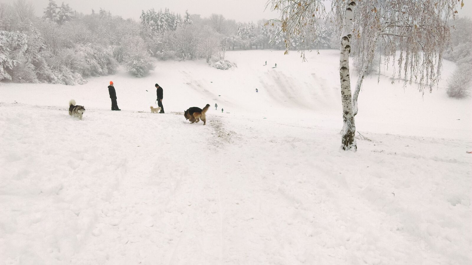 HTC DESIRE 630 DUAL SIM sample photo. Winter, dog, husky photography