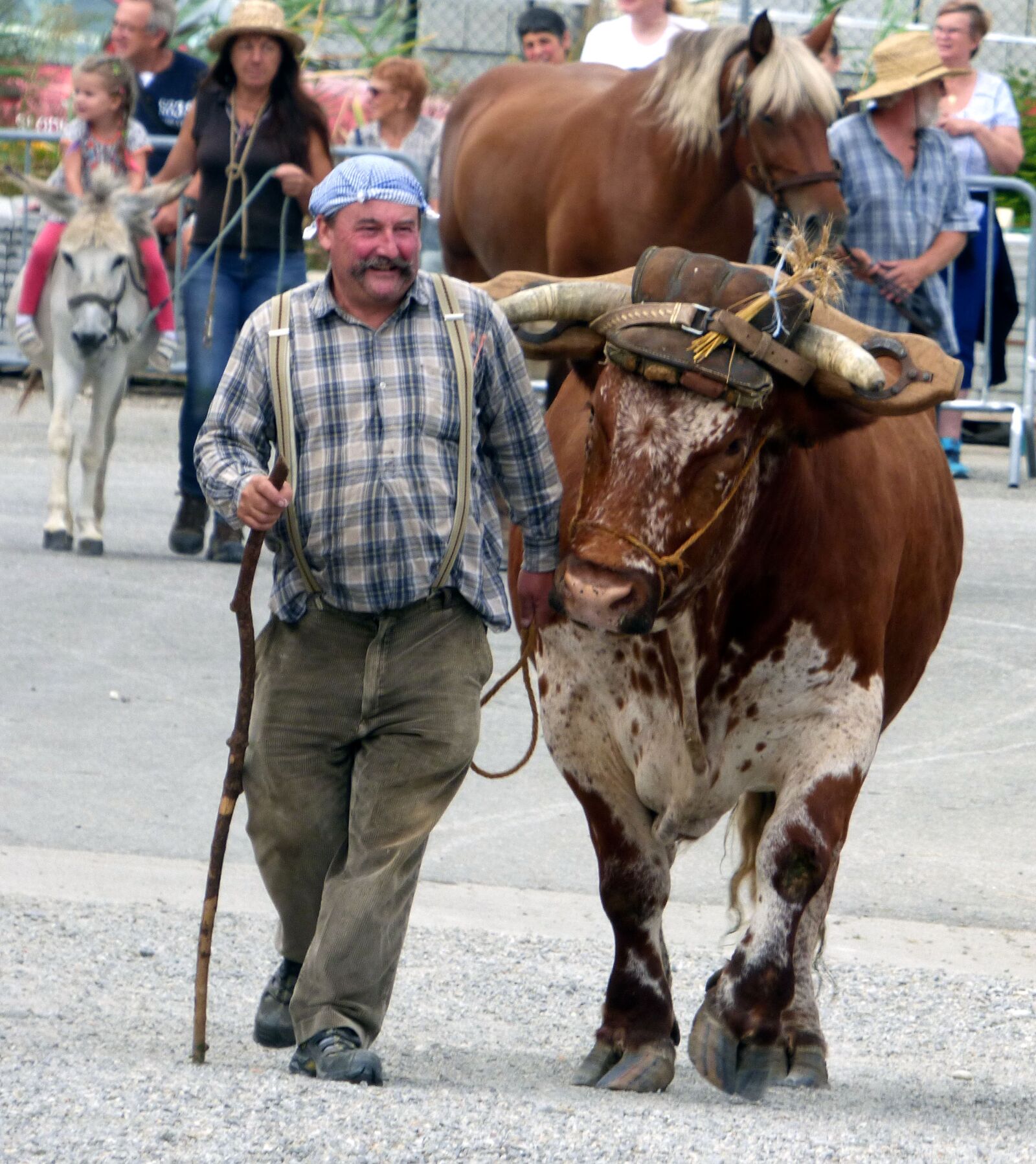 Panasonic DMC-FZ72 sample photo. Beef, peasant, farm photography