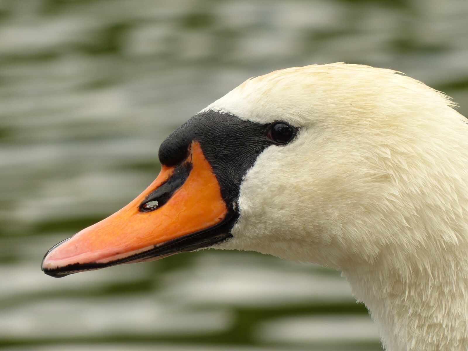 Panasonic Lumix DMC-FZ200 sample photo. Swan, bird, animal photography