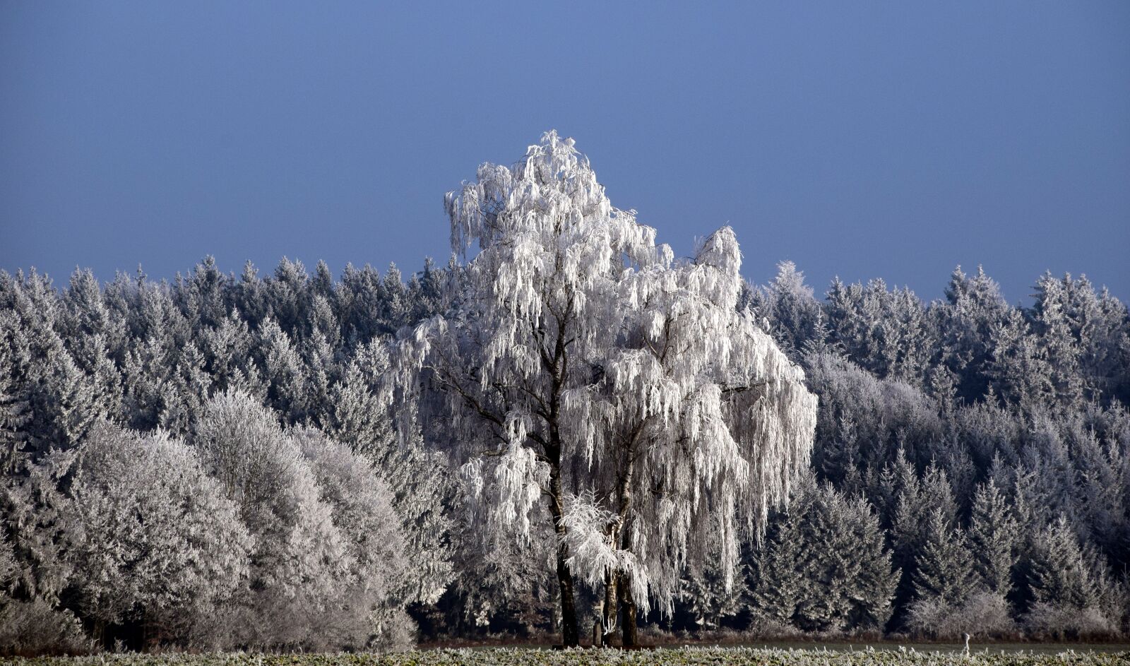 Nikon D3300 sample photo. Trees, snowy, winter photography