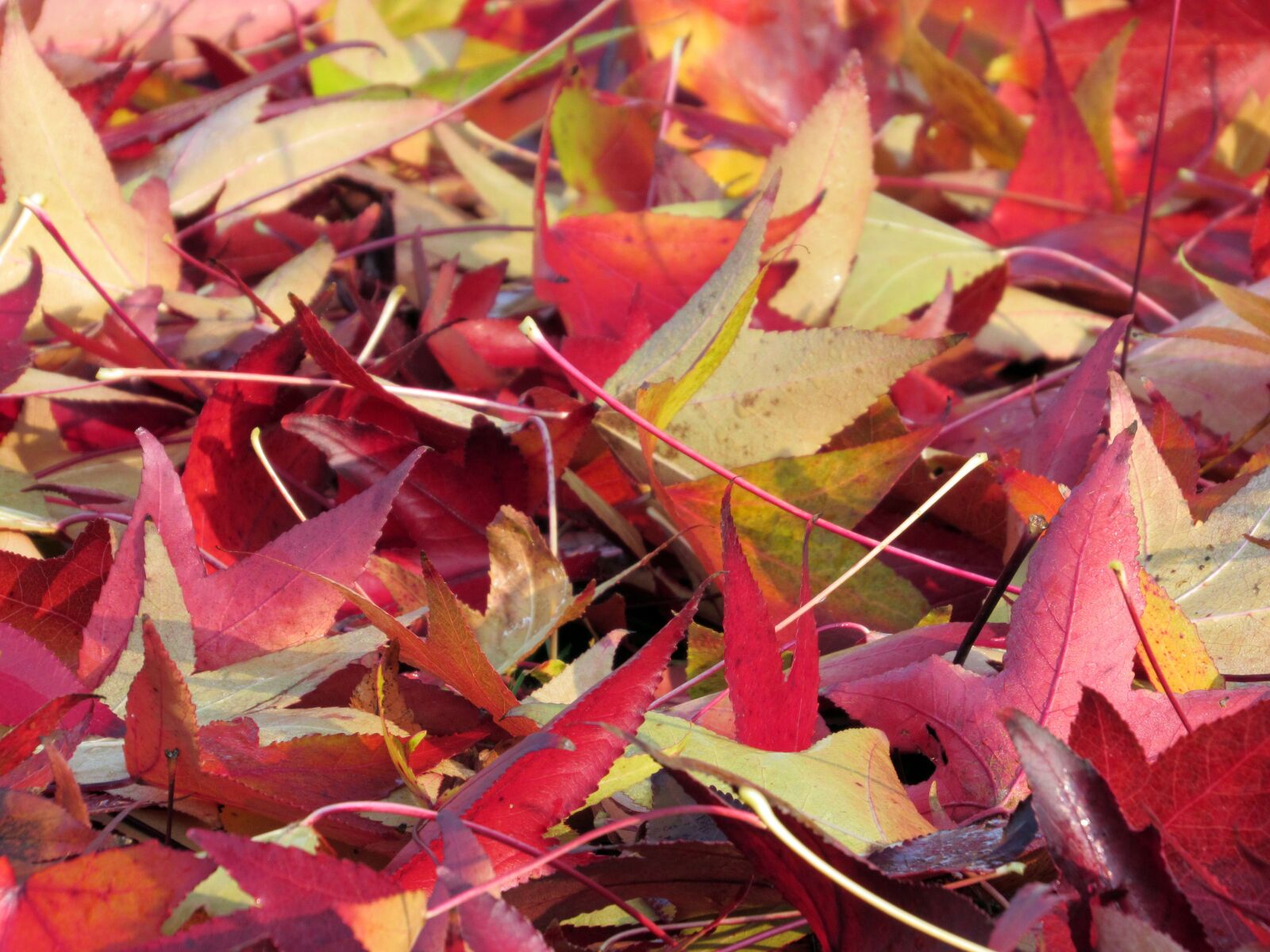 Canon PowerShot SX520 HS sample photo. Autumn, leaves, red photography