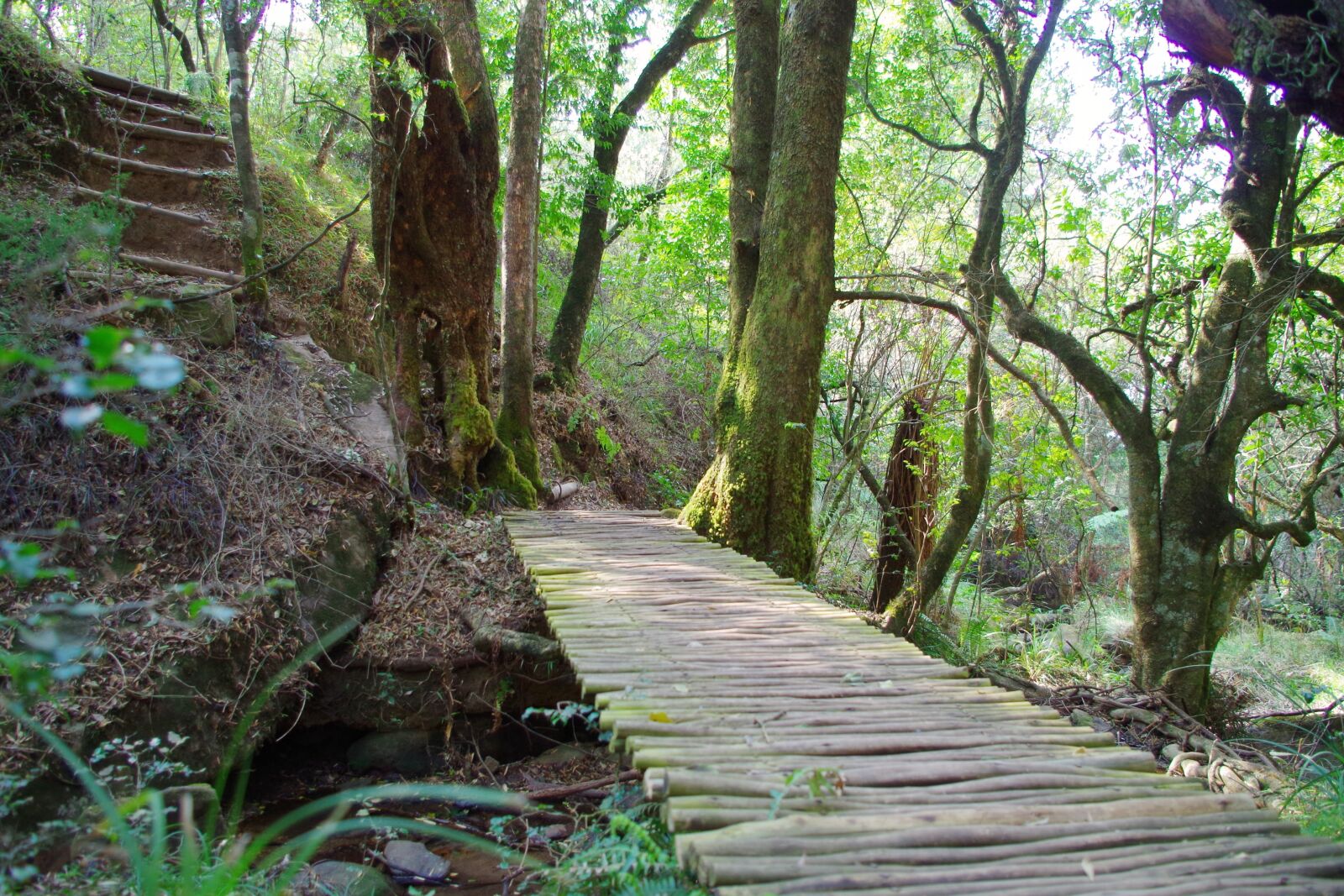 Pentax K-30 sample photo. Forest, walk, nature photography