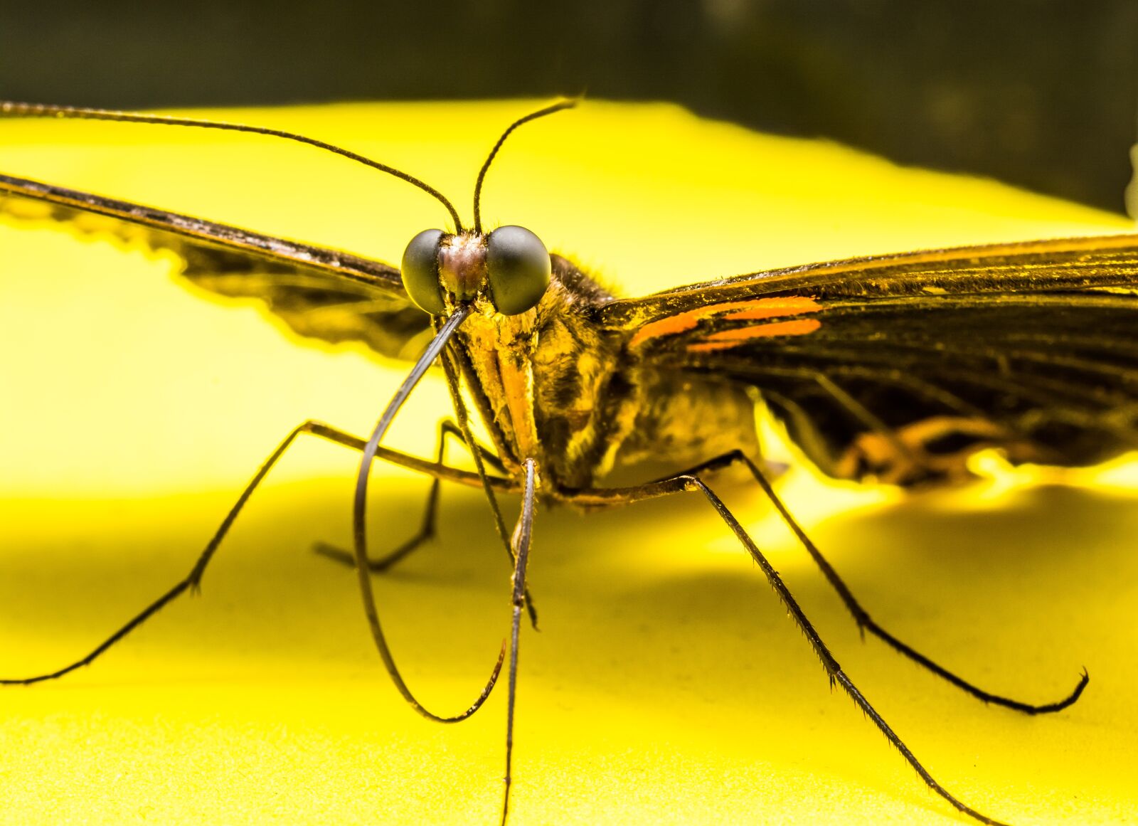Nikon D5200 sample photo. Butterfly, insect photography