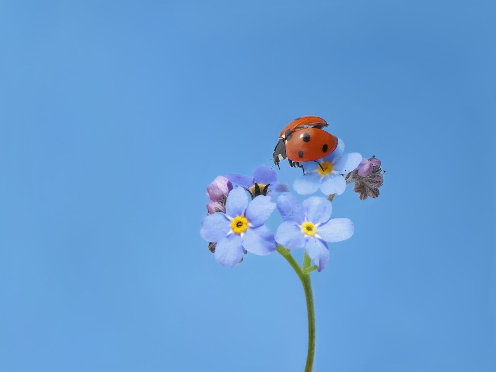 Nikon Coolpix P600 sample photo. Ladybug, seven-spot ladybird, lucky photography