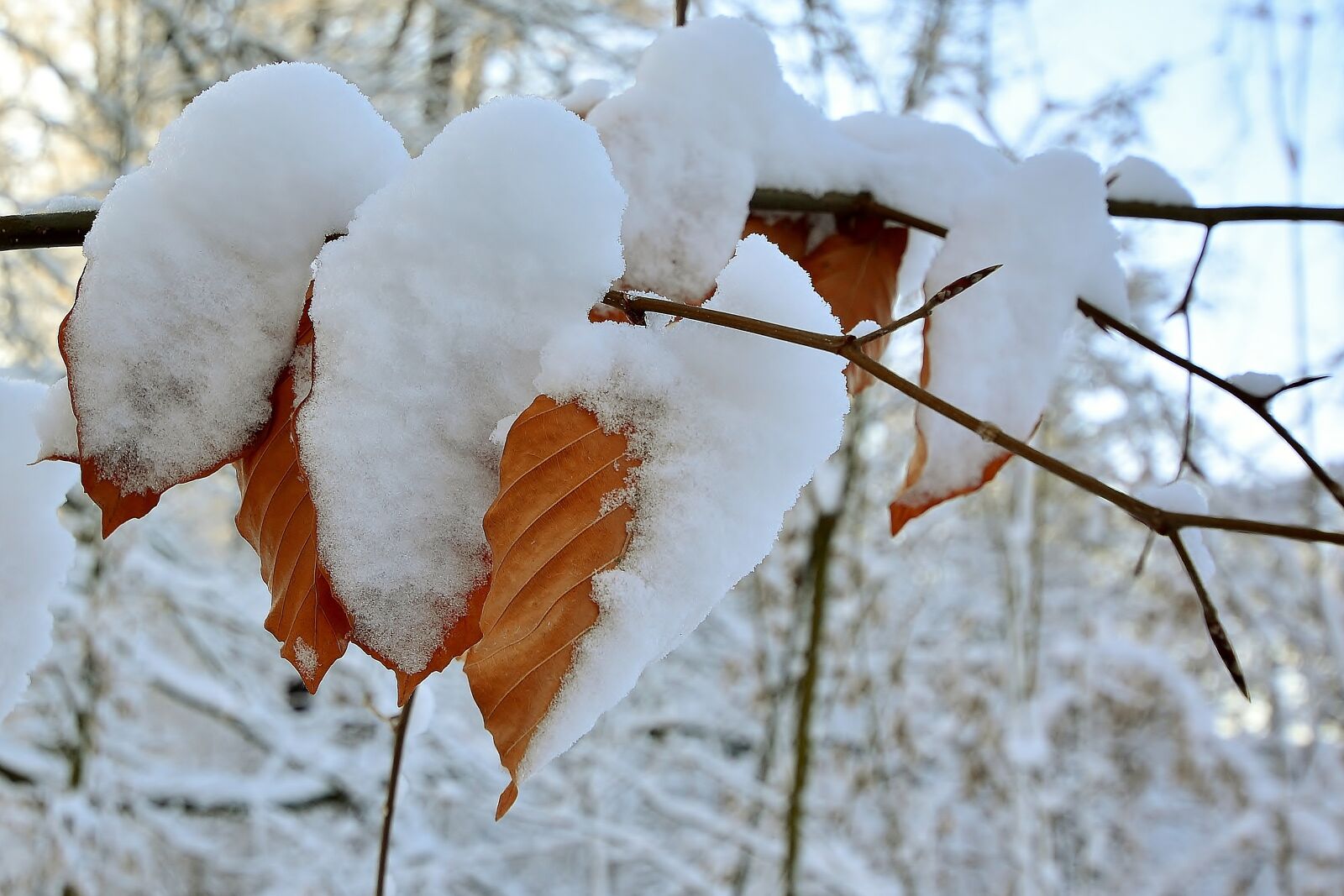 Nikon D5200 sample photo. Winter, cold, snow photography