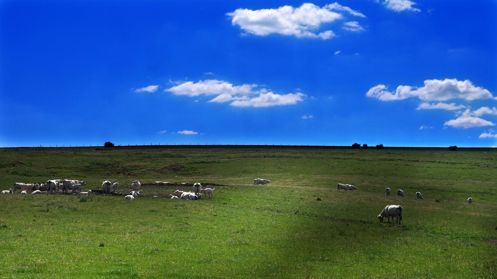 Panasonic Lumix DMC-GX85 (Lumix DMC-GX80 / Lumix DMC-GX7 Mark II) sample photo. Countryside, agriculture, cows photography