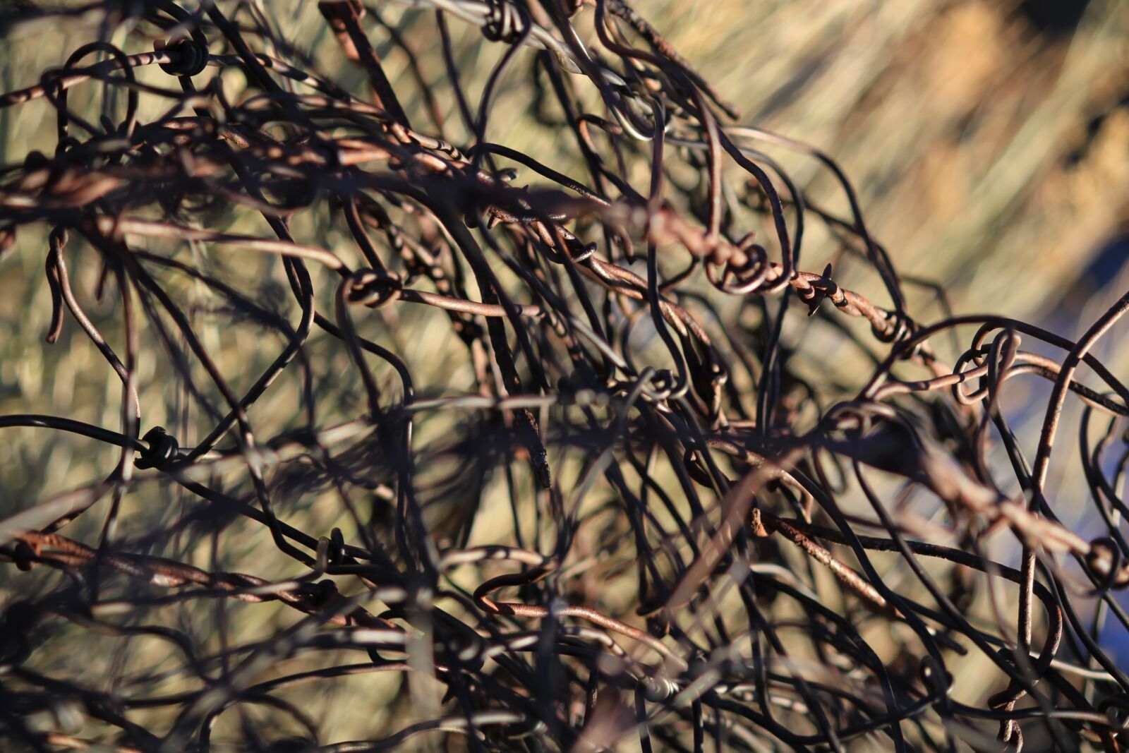 Canon EOS 7D sample photo. Barbed, wire, barb photography