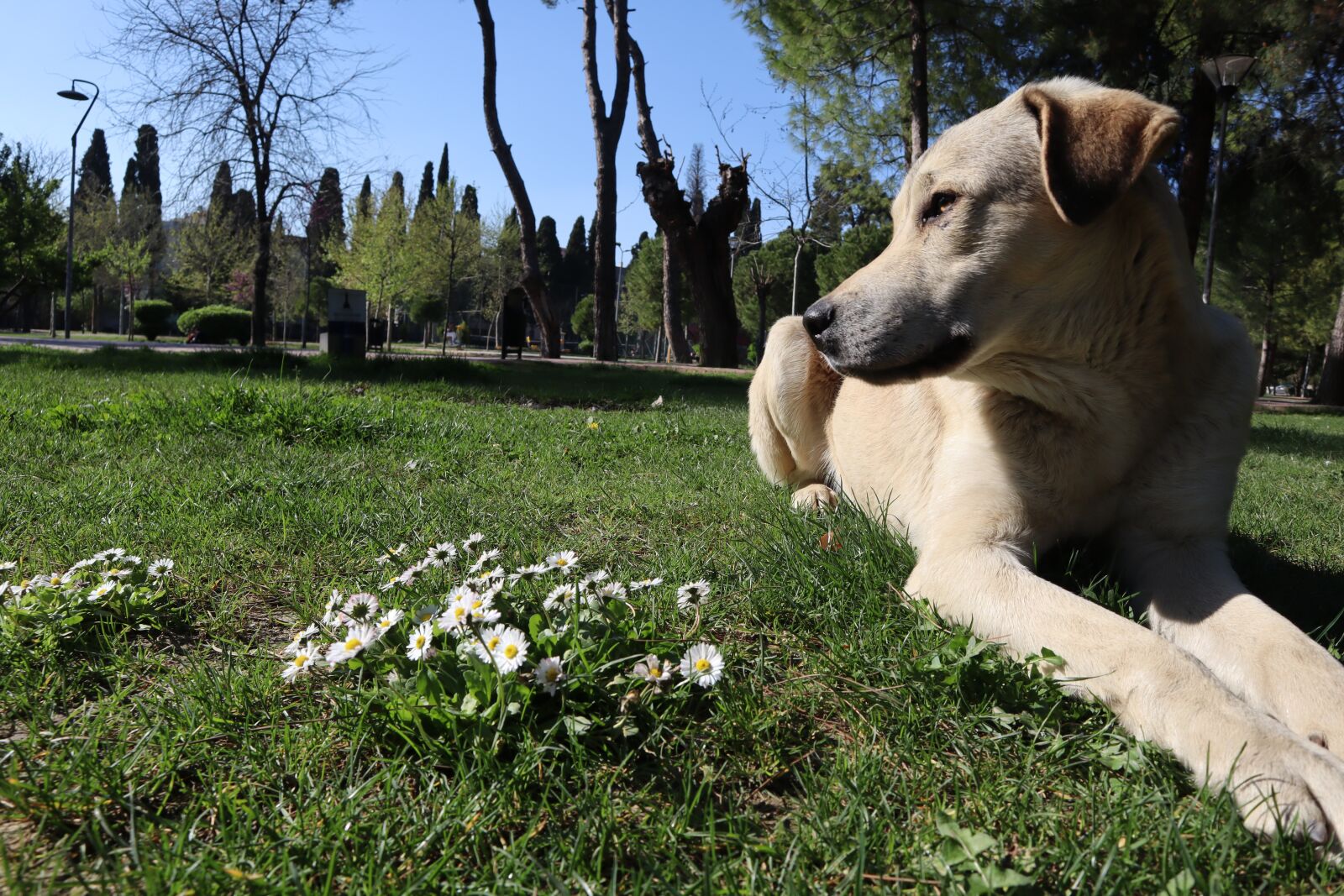 Canon EOS M50 (EOS Kiss M) sample photo. Dog, dogs, animal photography