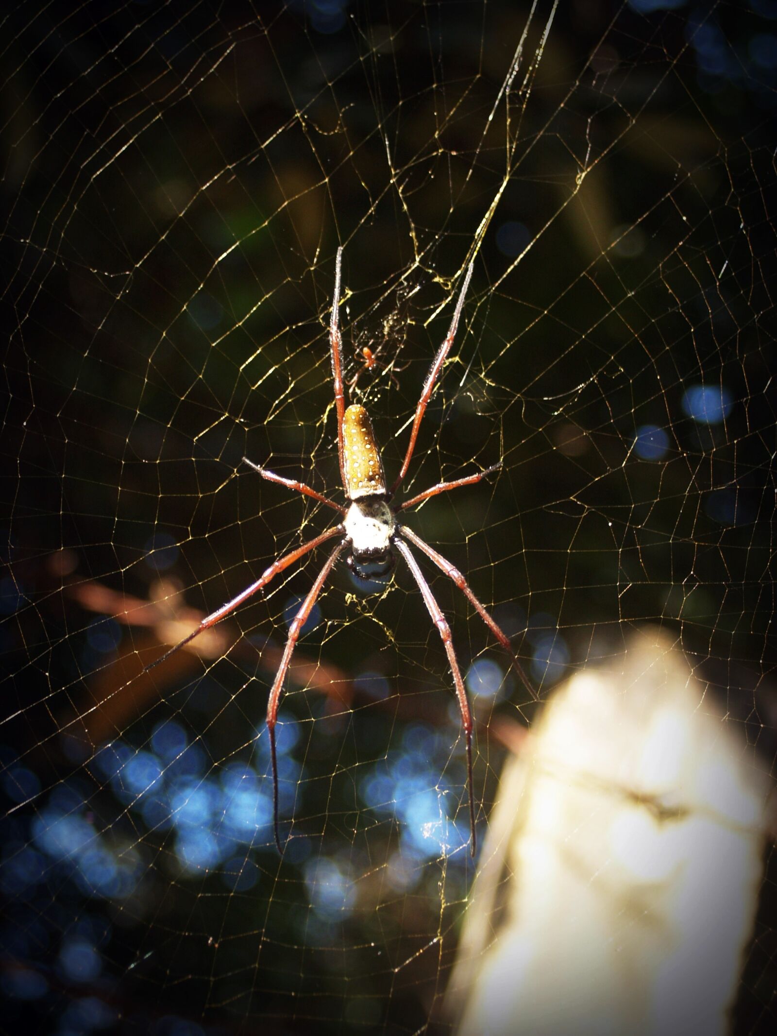 Olympus E-300 (EVOLT E-300) sample photo. Spider, arthropod, closeup photography