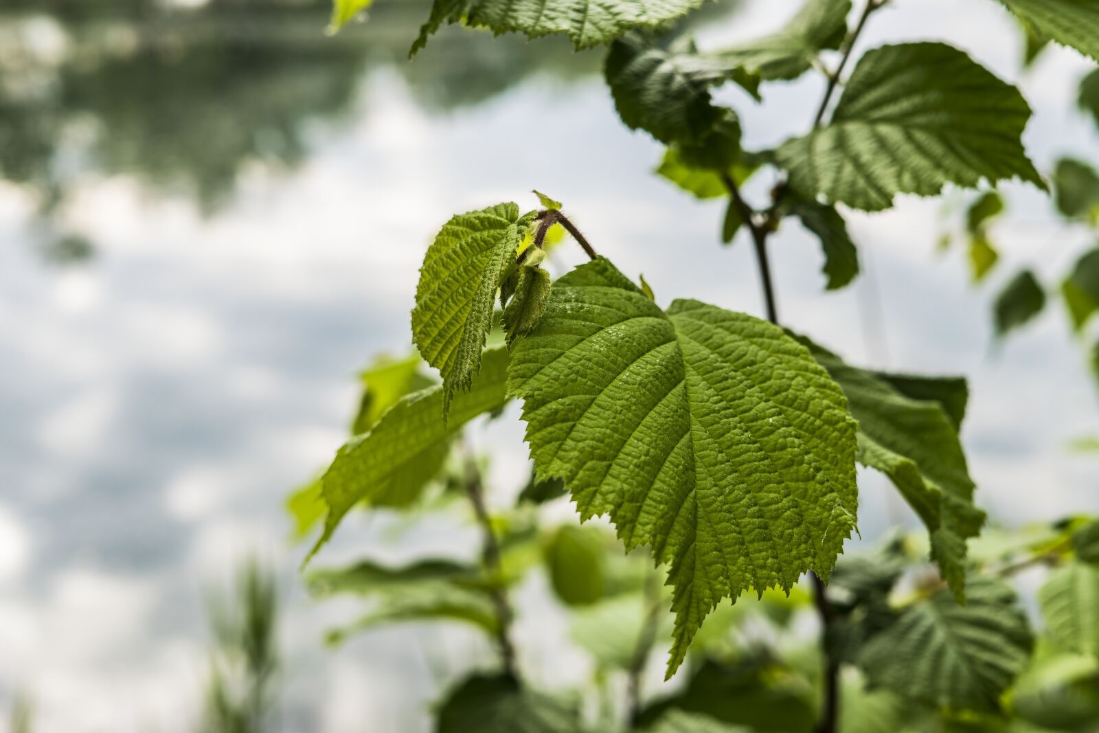 Sony a6300 + Sigma 30mm F2.8 EX DN sample photo. Hazelnut, bush, hazel photography