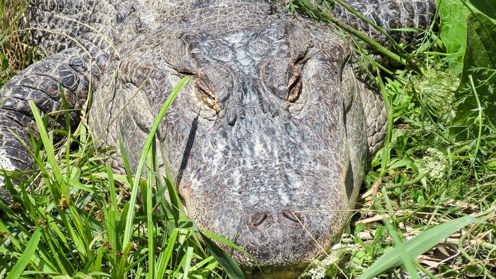 Canon PowerShot SX520 HS sample photo. Crocodile, reptile, danger, nature photography