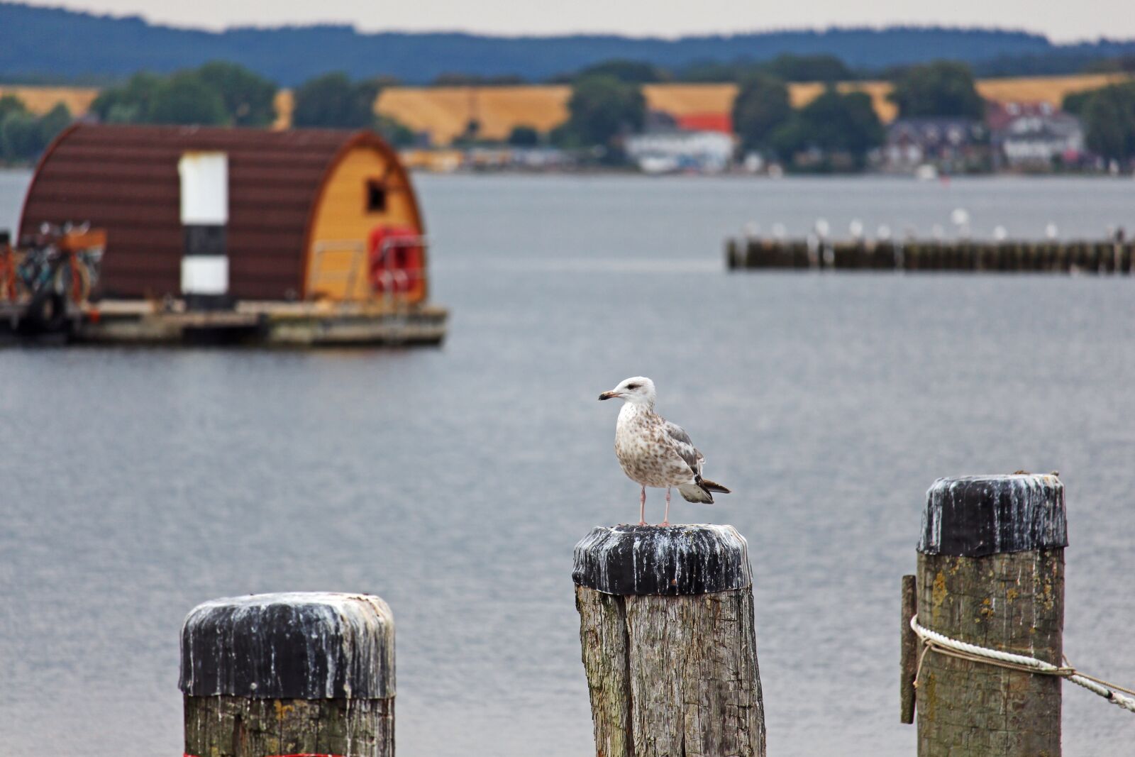 Canon EF-S 55-250mm F4-5.6 IS STM sample photo. Gager, raft, port photography