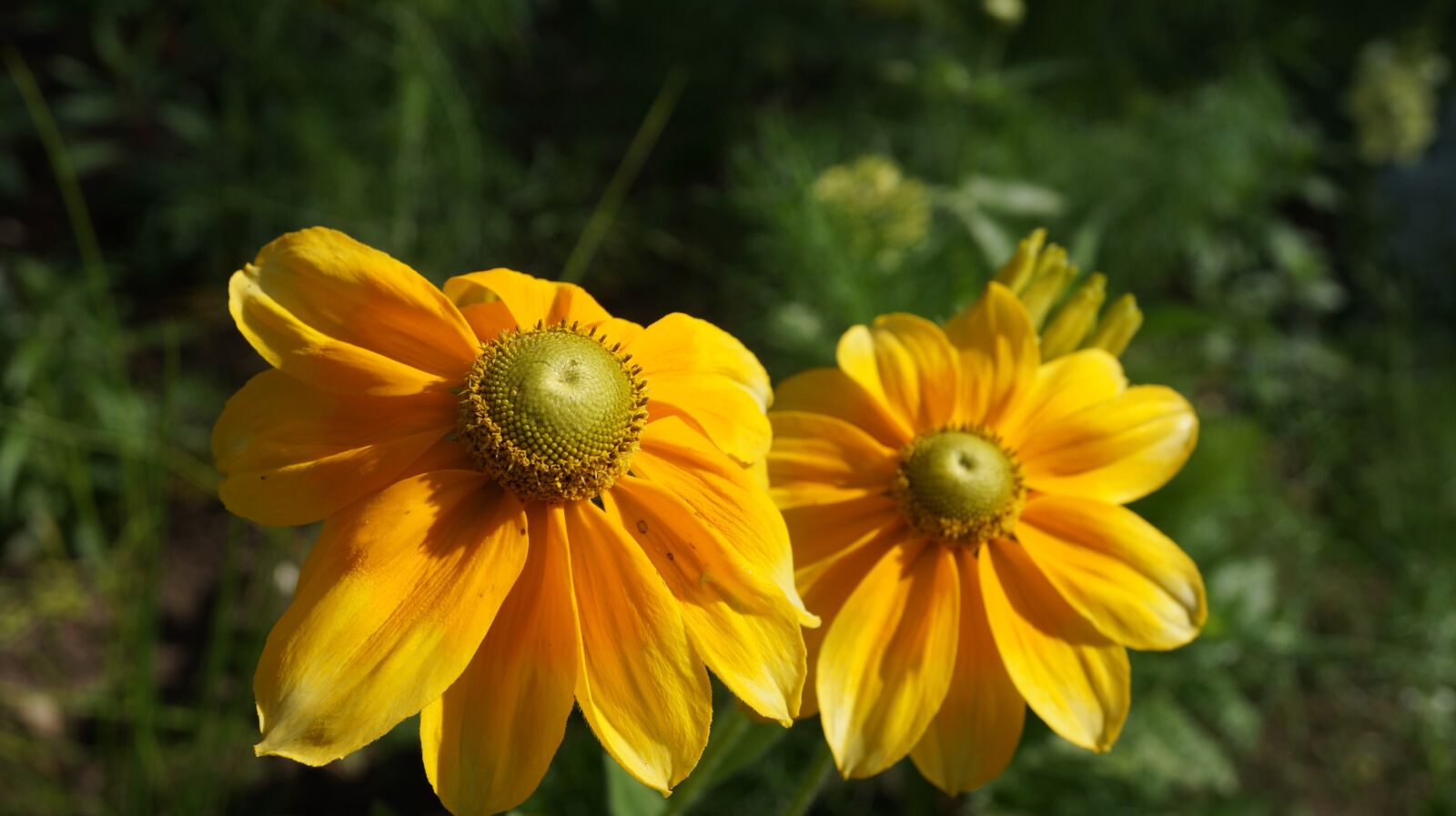 Sony Alpha NEX-3N + Sony E 30mm F3.5 Macro sample photo. Flower, nature, spring photography