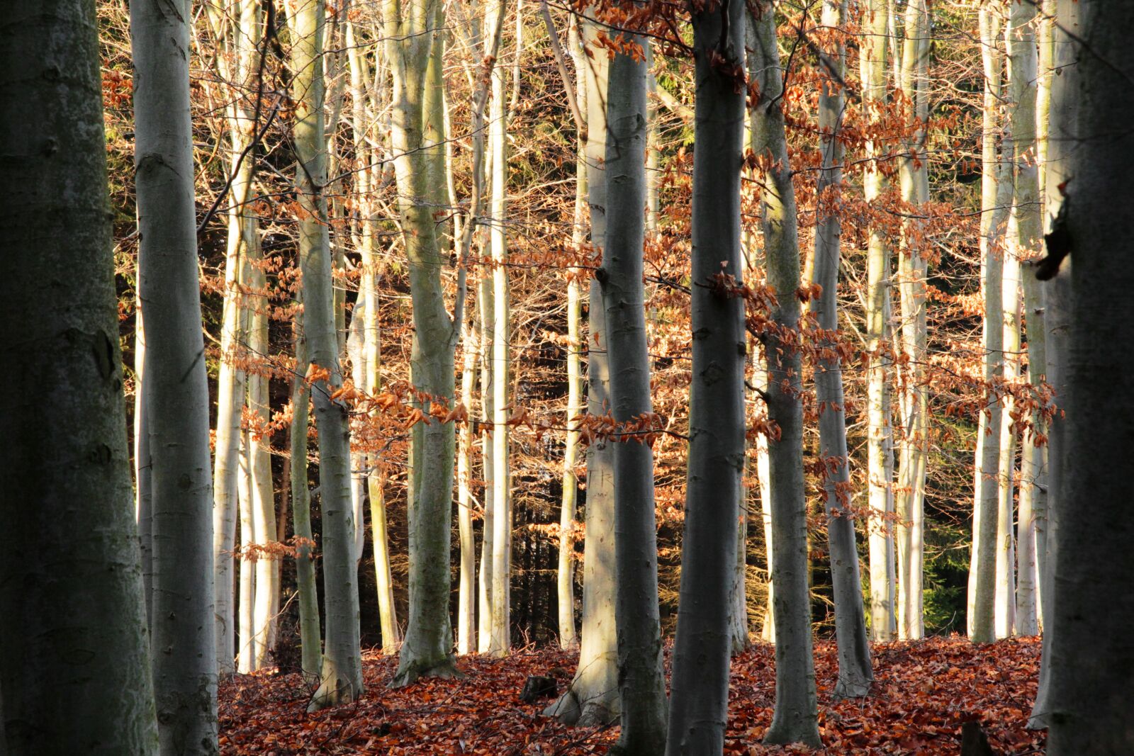 Canon EF-S 17-85mm F4-5.6 IS USM sample photo. Woods, forest, beech photography