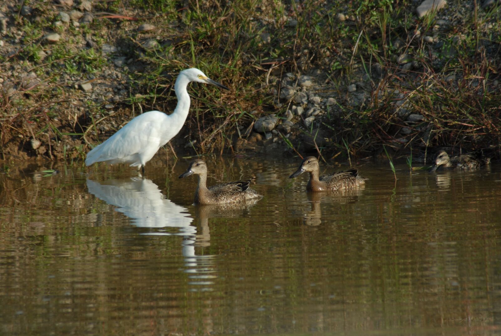 Nikon D200 sample photo. Ave, fauna, bird photography