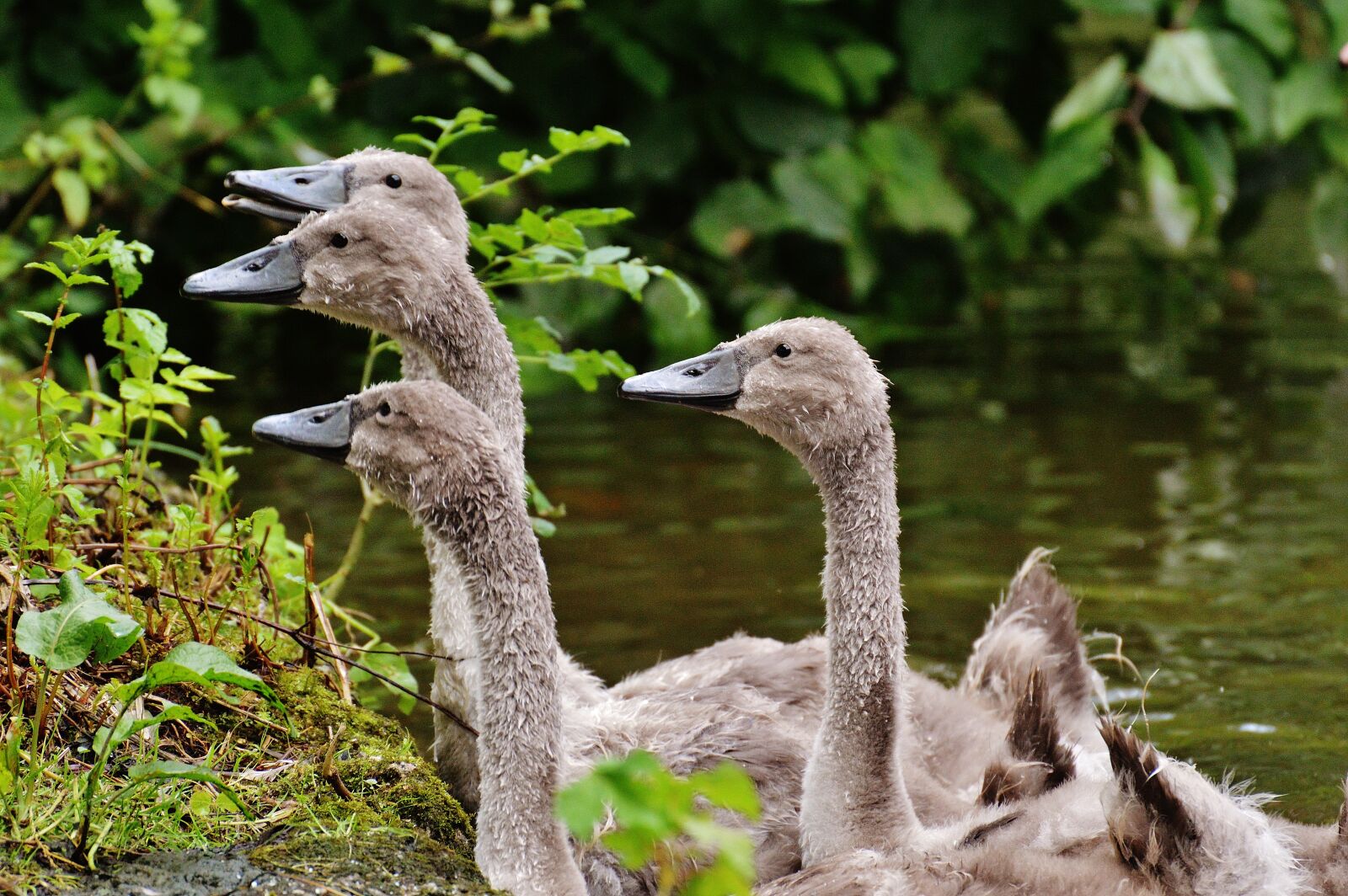 Nikon D3200 sample photo. Swans, young animals, animal photography