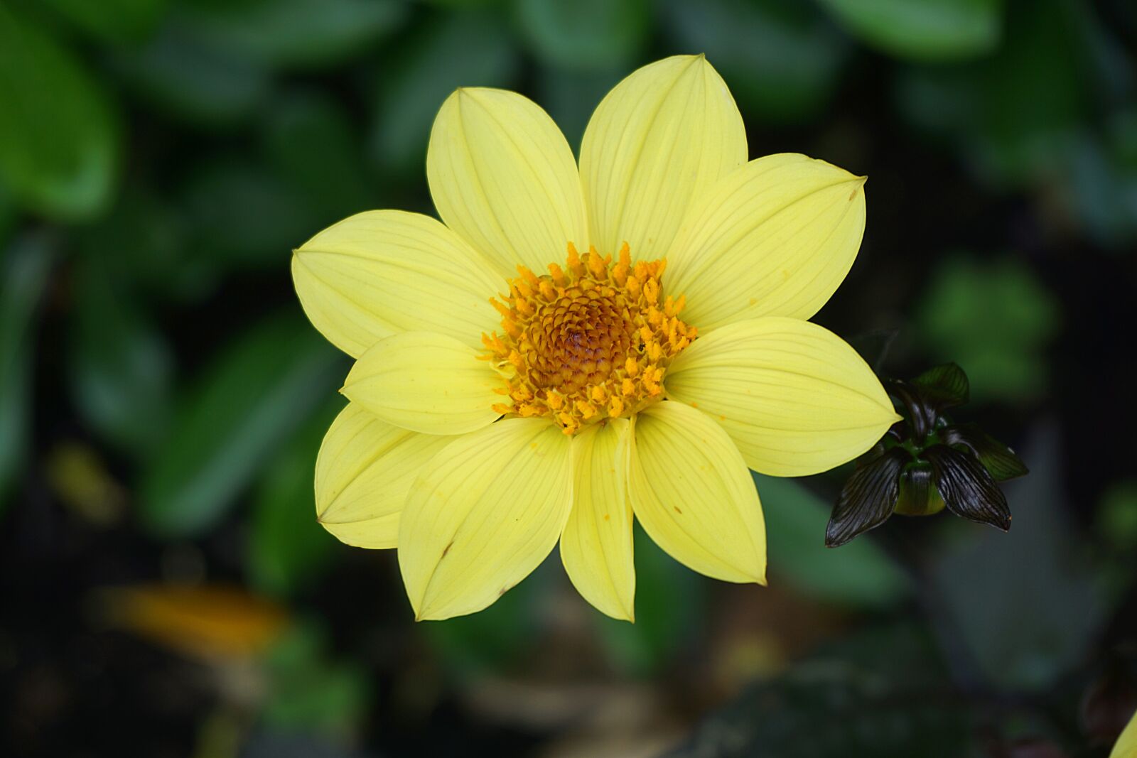 Sony a6000 sample photo. Flower, flora, yellow flower photography