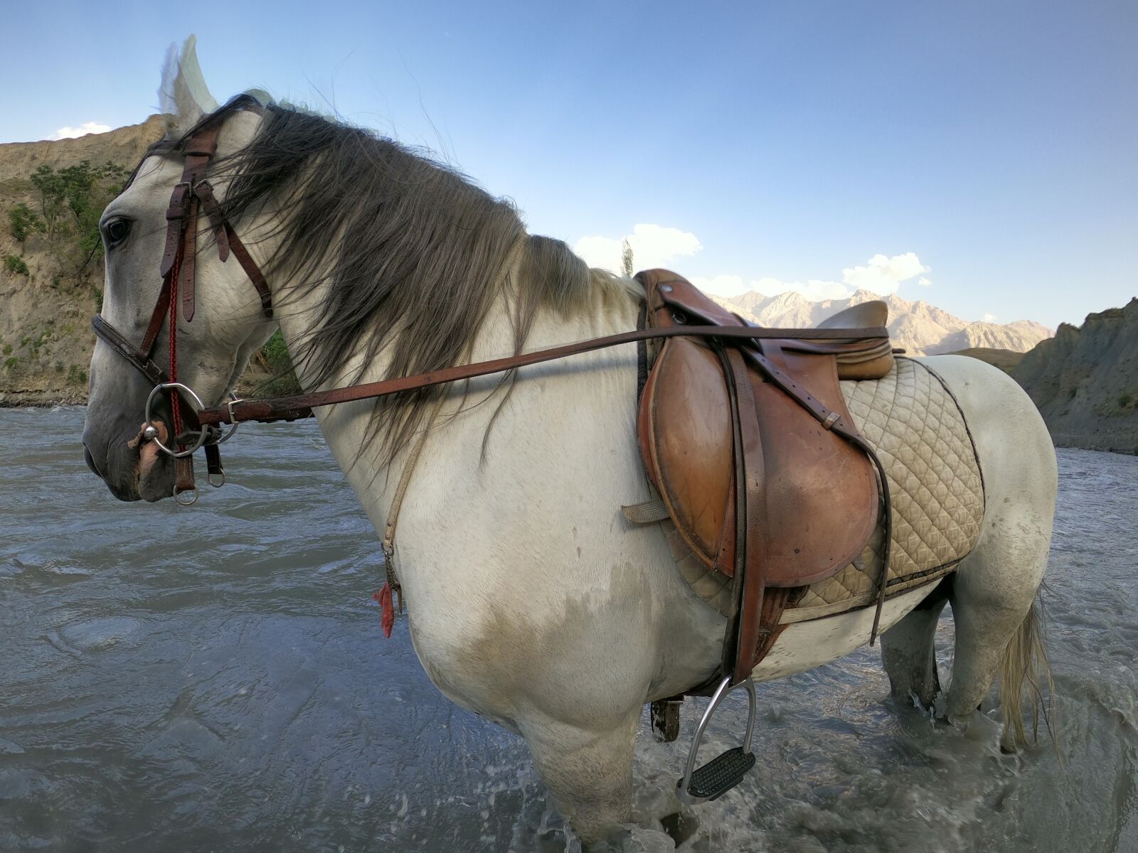 GoPro Hero8 Black sample photo. Horse, pony, s photography