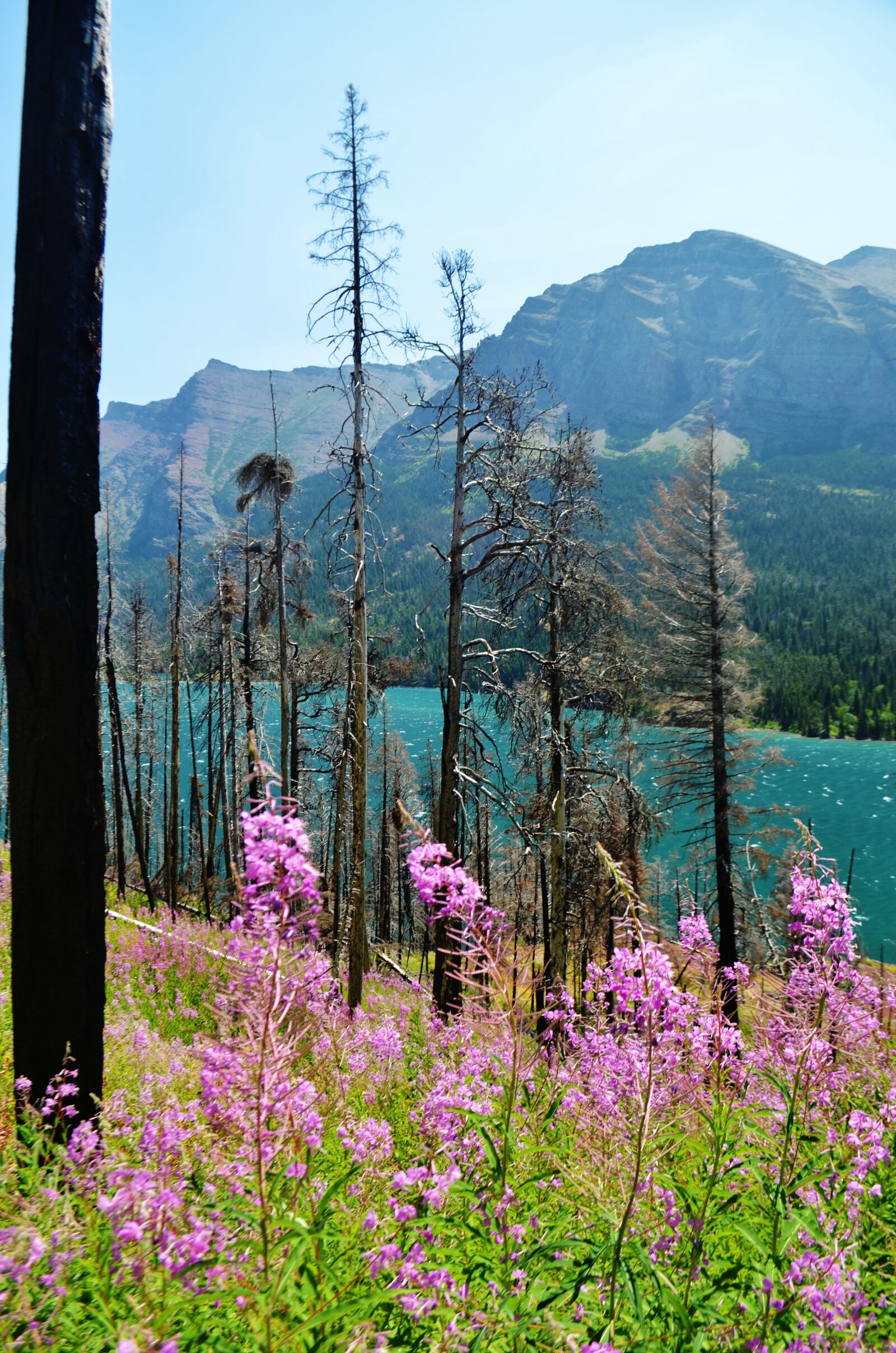 Nikon D5100 sample photo. Wild flowers, tree, lake photography