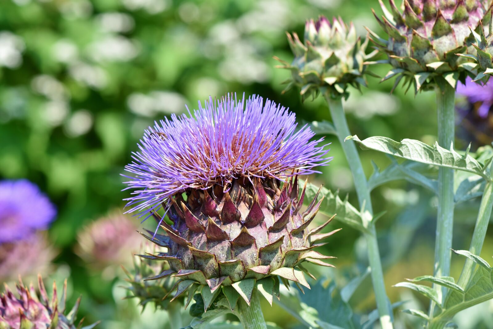 Nikon D7200 sample photo. Artichoke, vegetables, flower vegetables photography