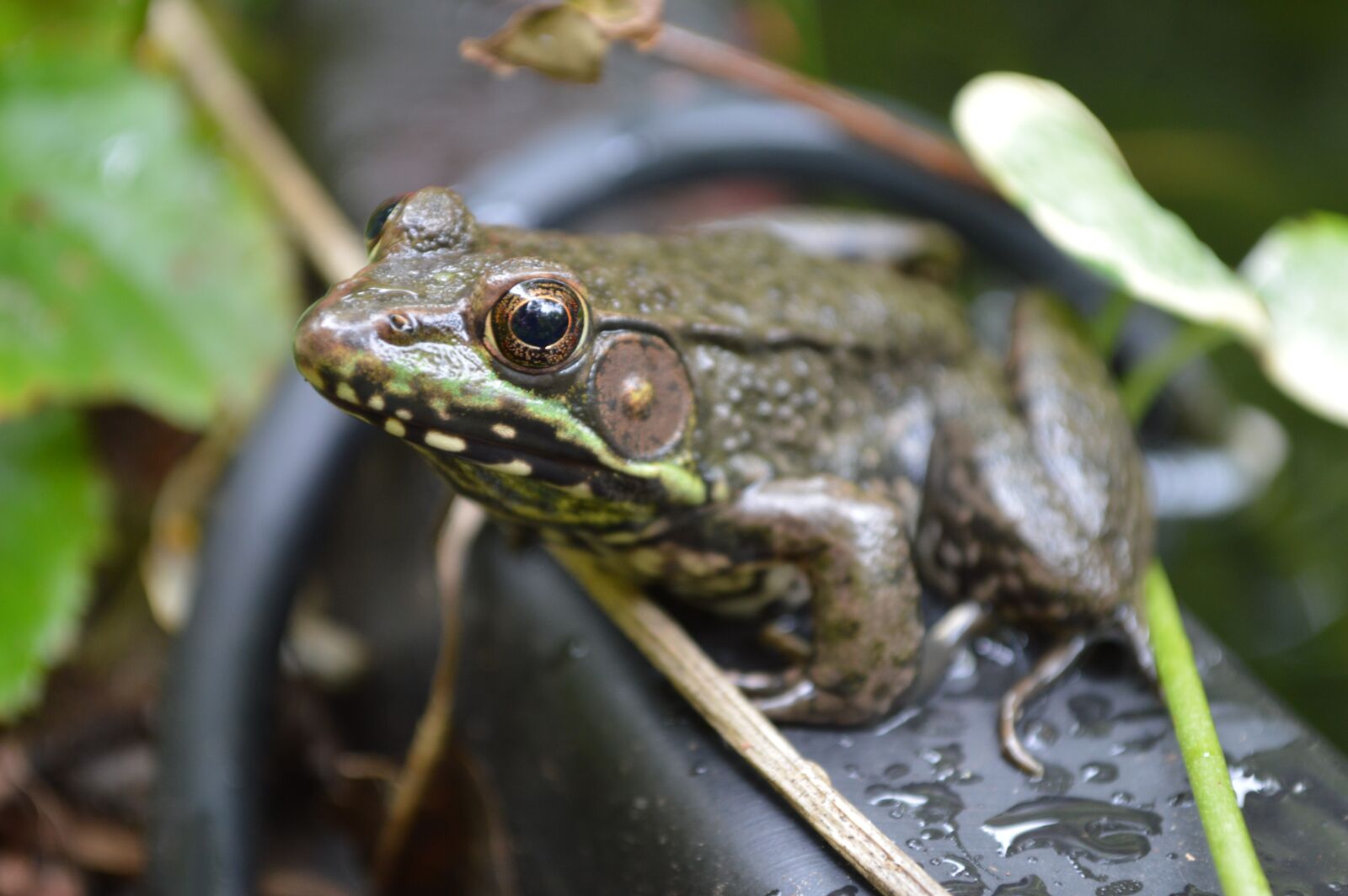 Nikon D3200 sample photo. Frog, green, water photography
