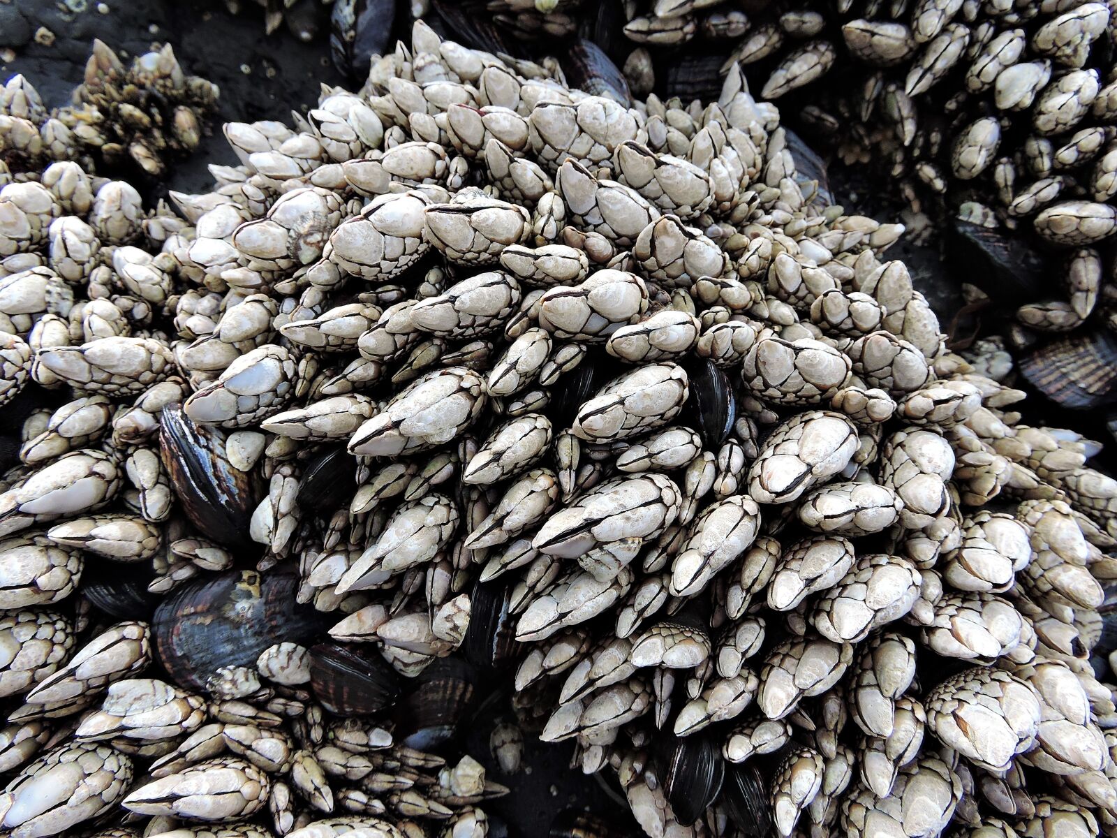 Nikon Coolpix P600 sample photo. Barnacles, sea life, marine photography