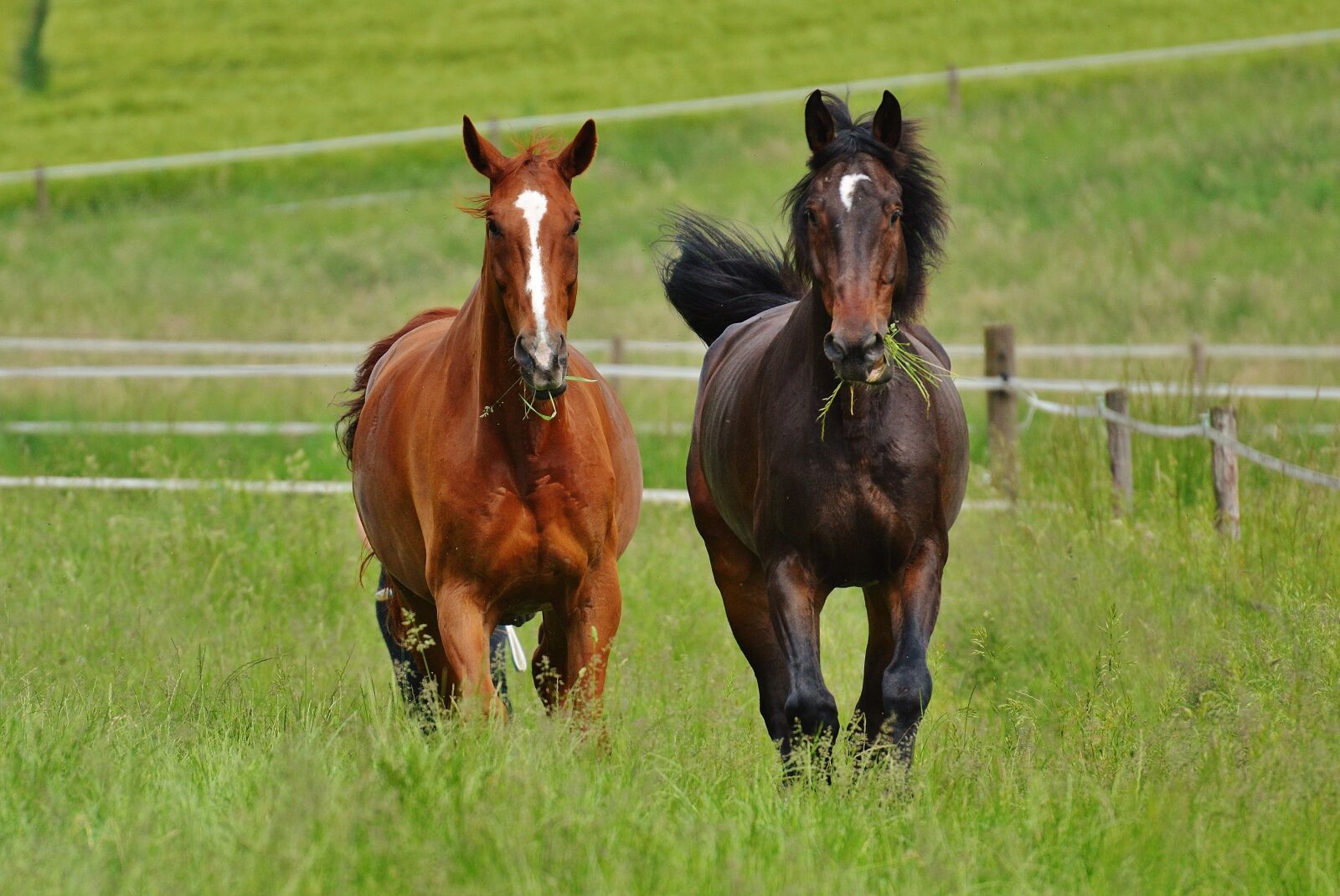 Nikon D3200 sample photo. Horses, for two, coupling photography
