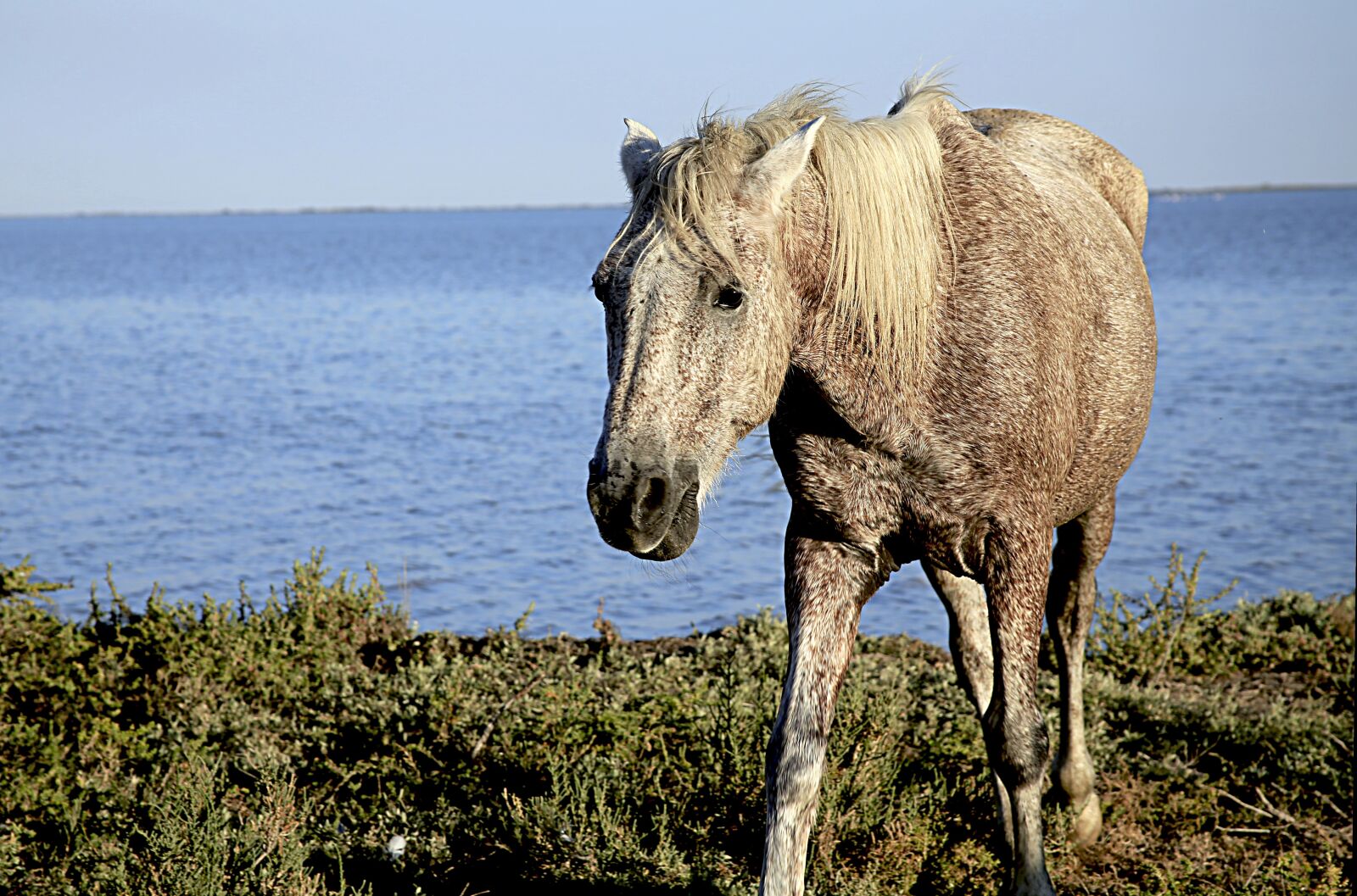 Canon EOS 5D Mark III sample photo. Horse, white, animal photography