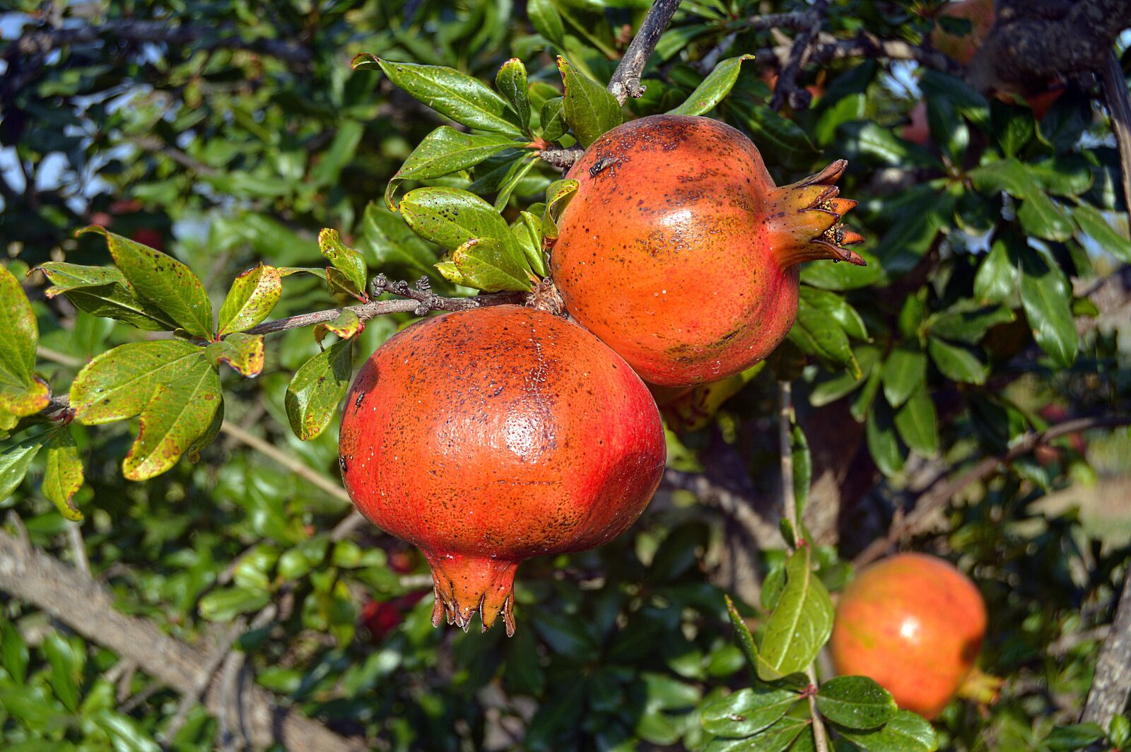 Nikon D3200 sample photo. Grenades, fruit, acidic fruits photography