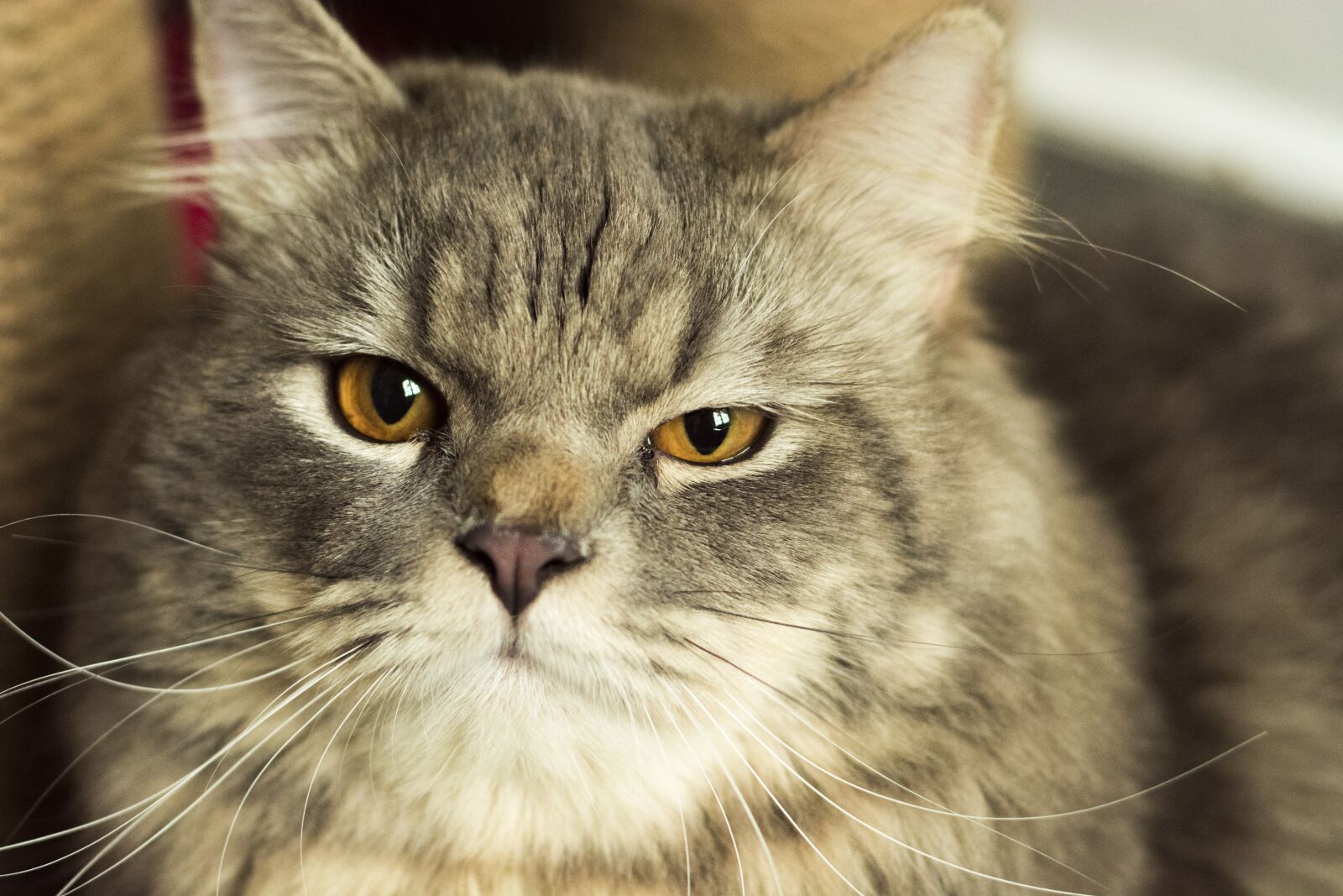 Nikon D7100 sample photo. Cat, gray, look photography