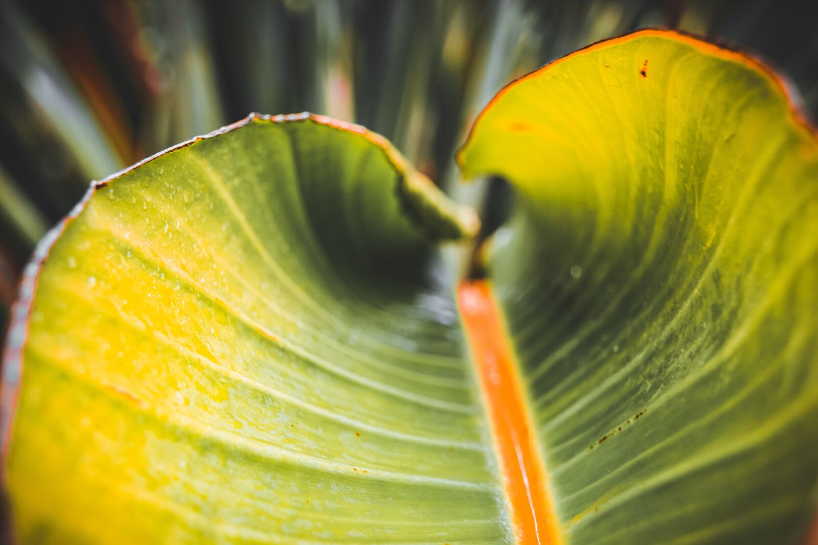 Canon EOS 4000D (EOS Rebel T100 / EOS 3000D) sample photo. Leaf, plant, pattern photography