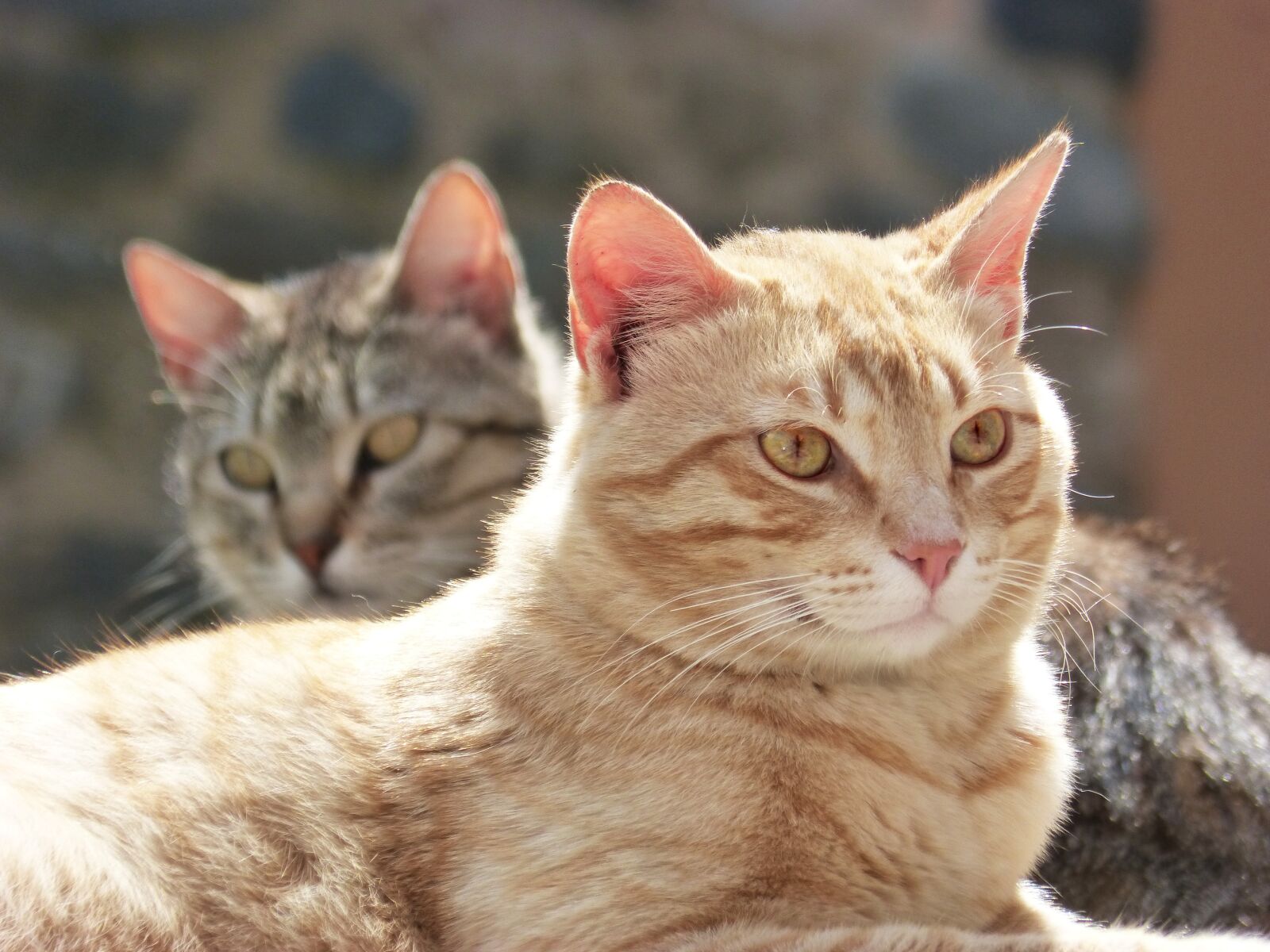 Panasonic DMC-FZ62 sample photo. Cats, housecat, couple photography
