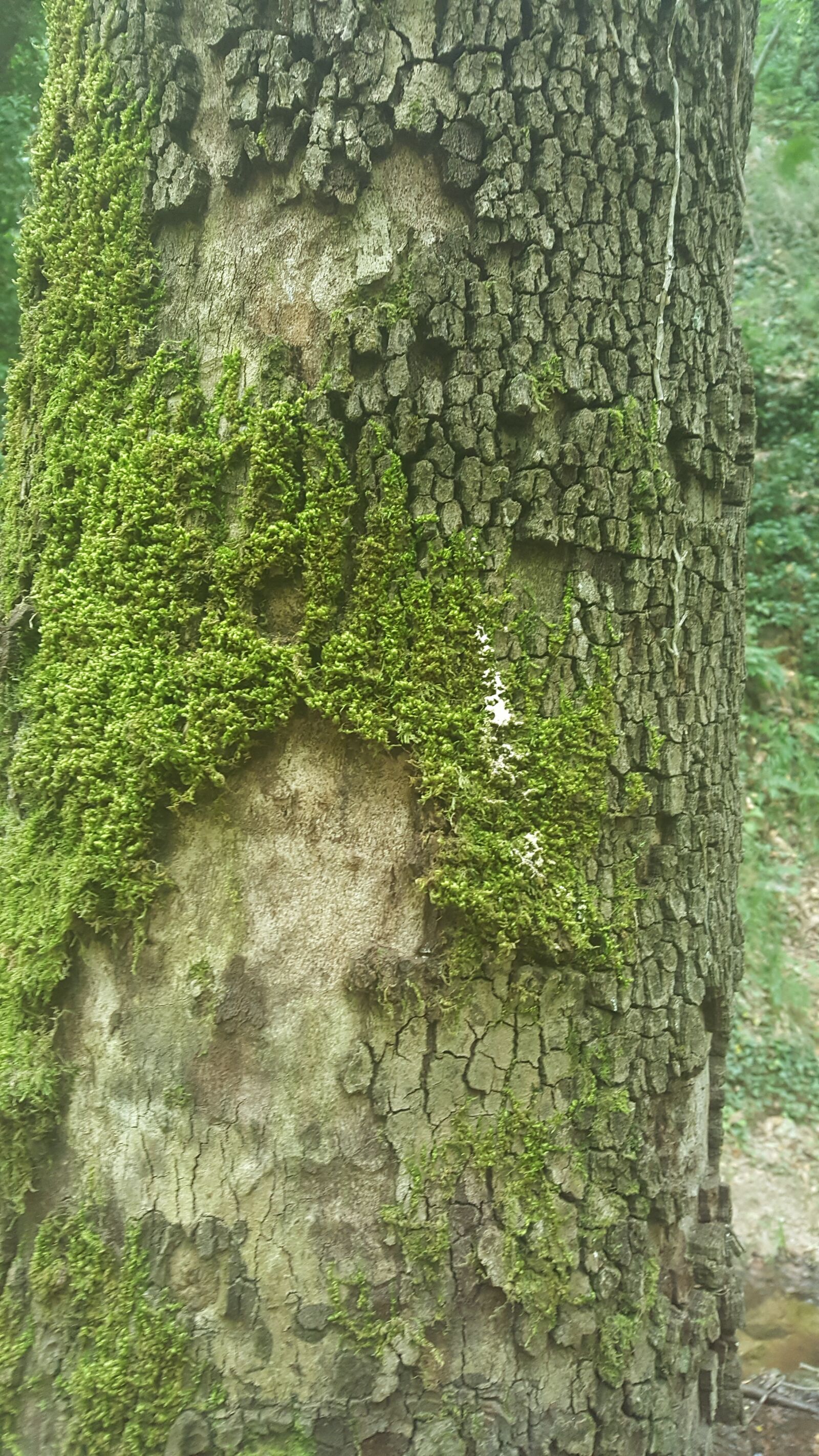 Samsung Galaxy S6 sample photo. Nature, forest, trees photography