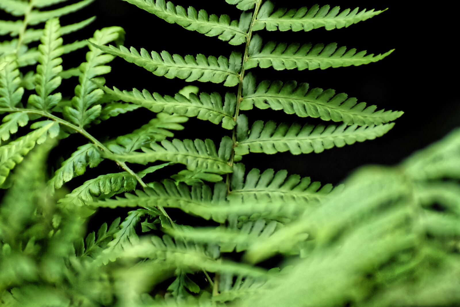 Nikon D7200 sample photo. Fern, plant, green photography