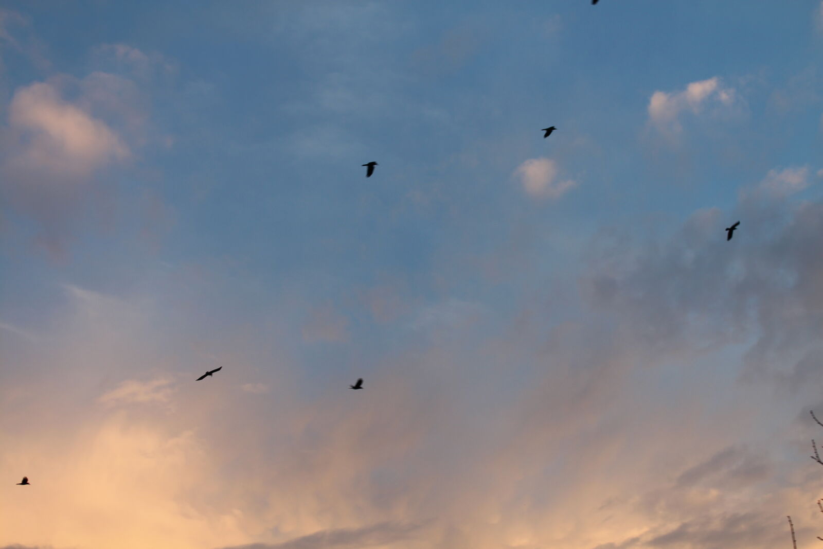 Canon EF-S 18-55mm F3.5-5.6 IS II sample photo. Bird, clouds, dream, freedom photography