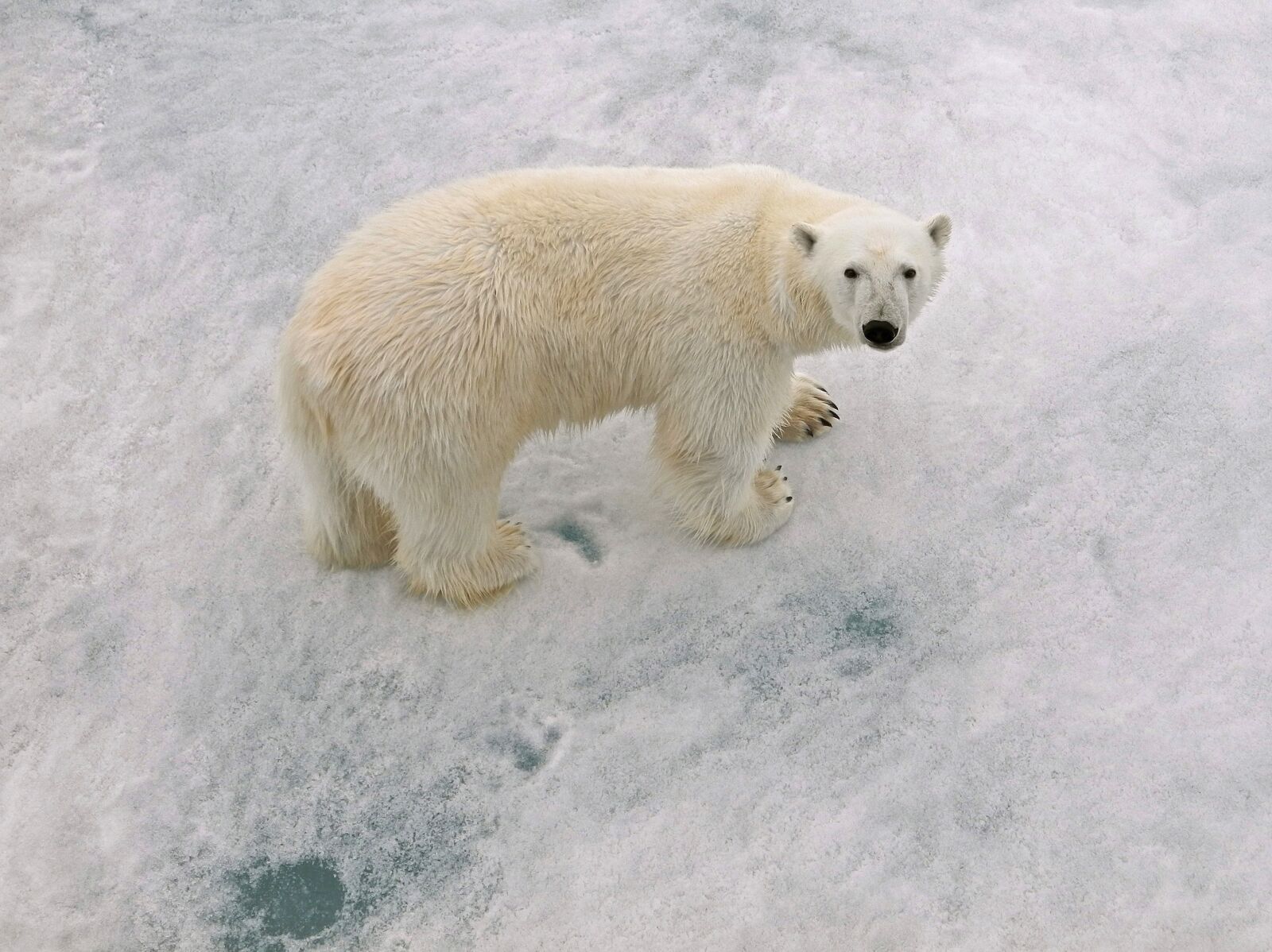 Nikon Coolpix P7100 sample photo. Polar bear male, arctic photography