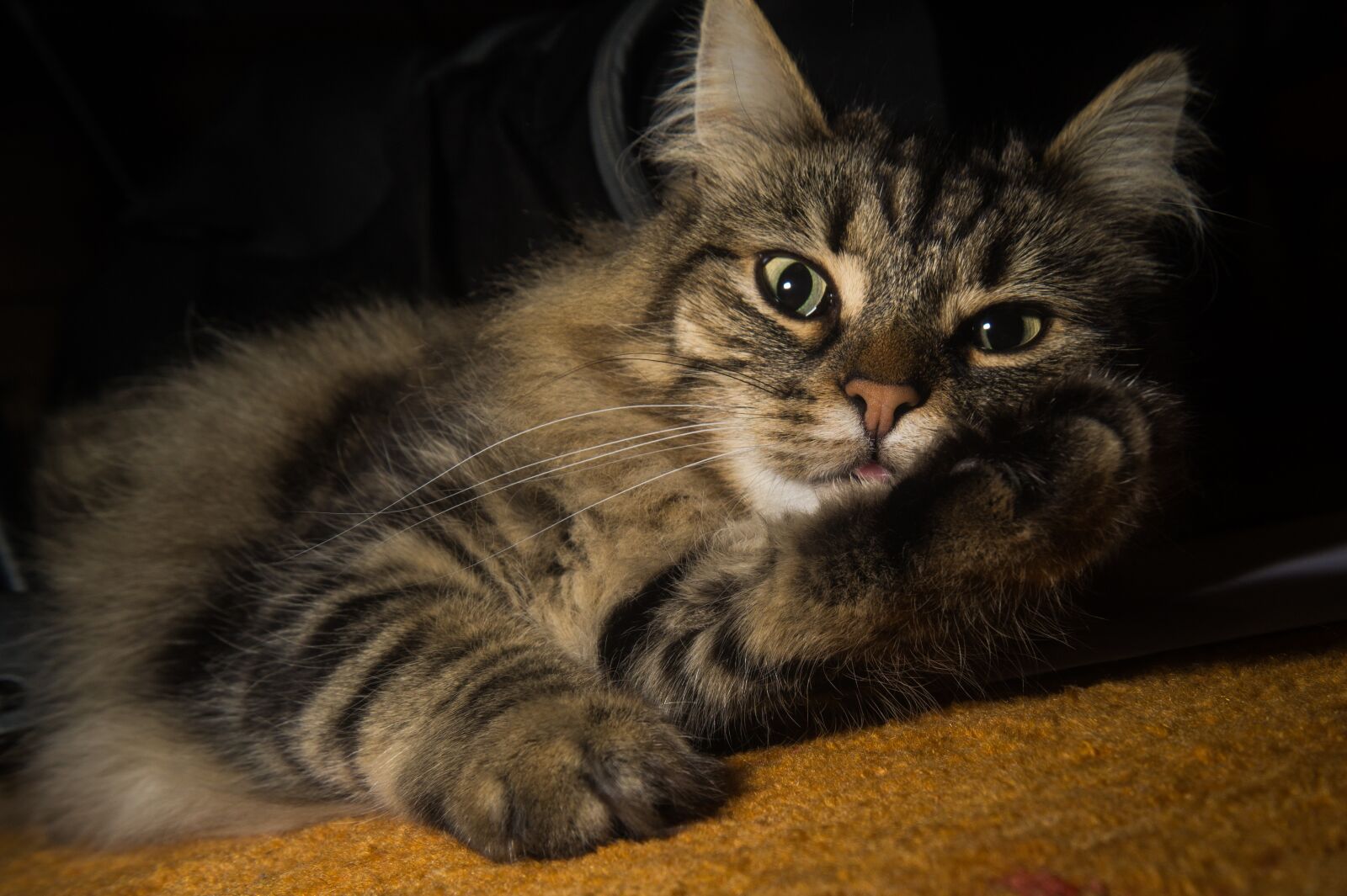 Sony SLT-A58 sample photo. Cat, norwegian forest cat photography