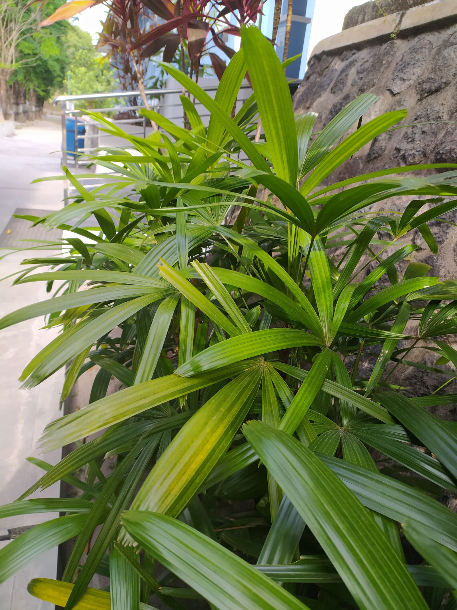 Xiaomi Redmi Note 8 sample photo. Leaf, flowers, background photography