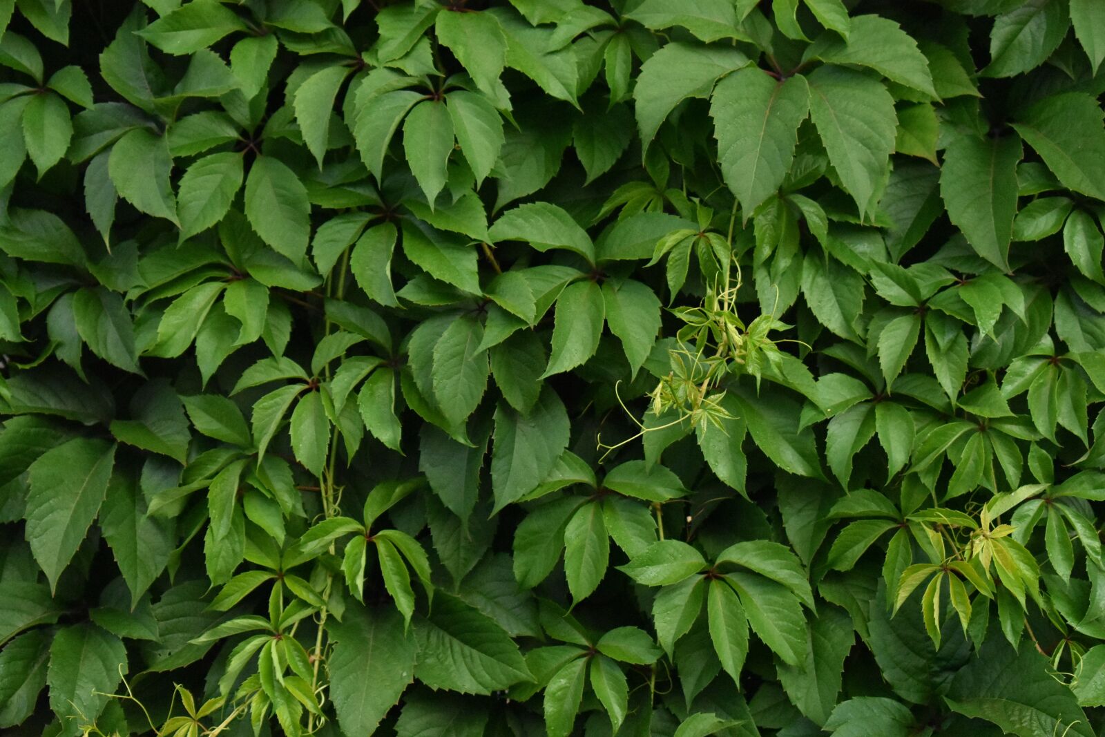 Nikon D3400 sample photo. Green, plant, wall photography