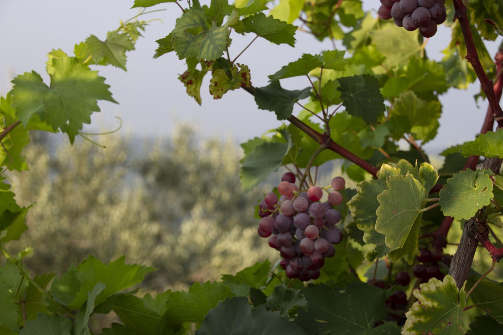 Canon EOS 600D (Rebel EOS T3i / EOS Kiss X5) sample photo. Grape, bunch, green photography