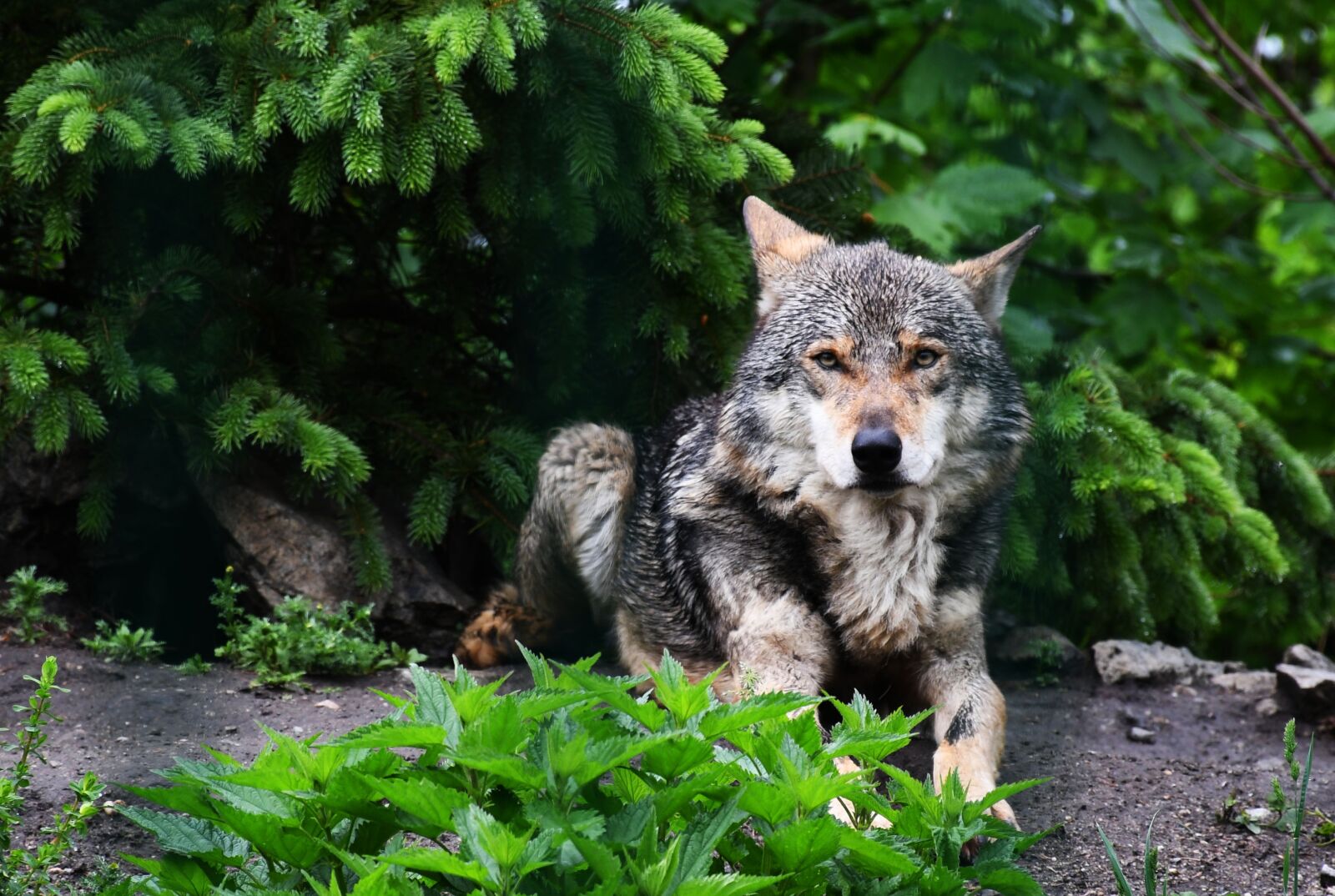 Nikon D7500 sample photo. Wolf, forest, dangerous photography
