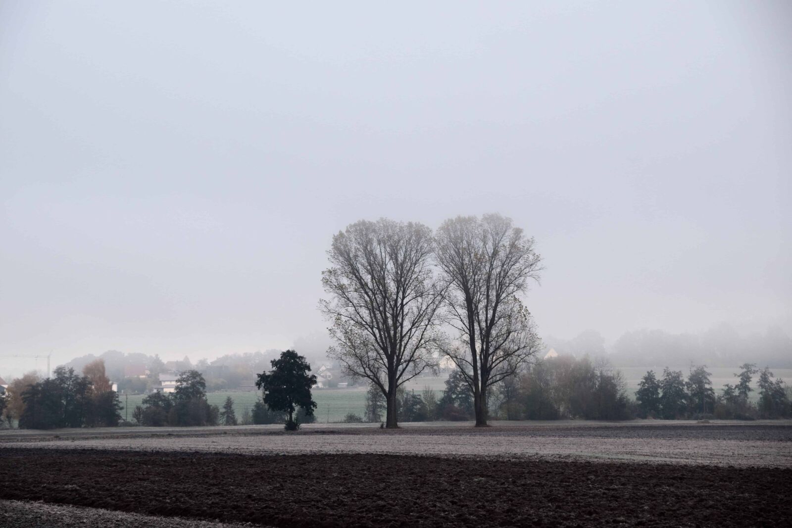 Nikon D3300 sample photo. Landscape, tree, nature, fog photography
