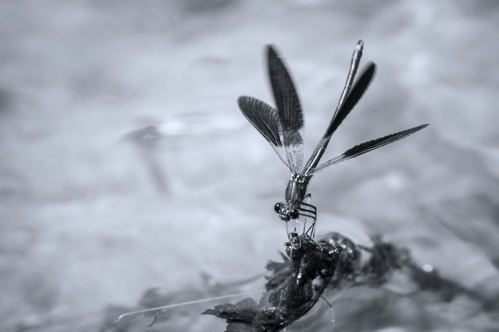 Canon EOS 7D sample photo. Wtyyreerts, qtyretww, wertyq photography