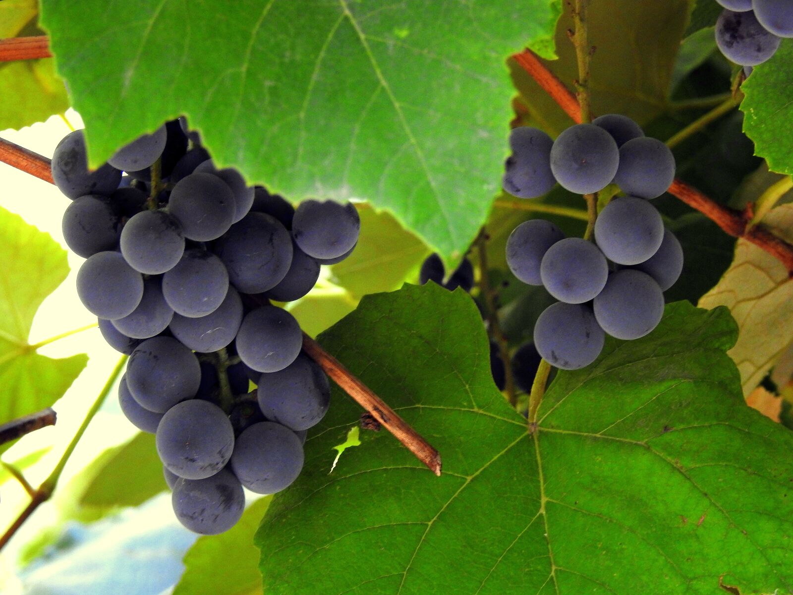 Nikon Coolpix P900 sample photo. Fruit, bunch of grapes photography