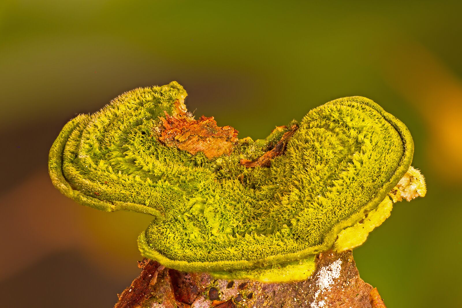 Canon EOS 7D sample photo. Mushroom, wood fungus, green photography