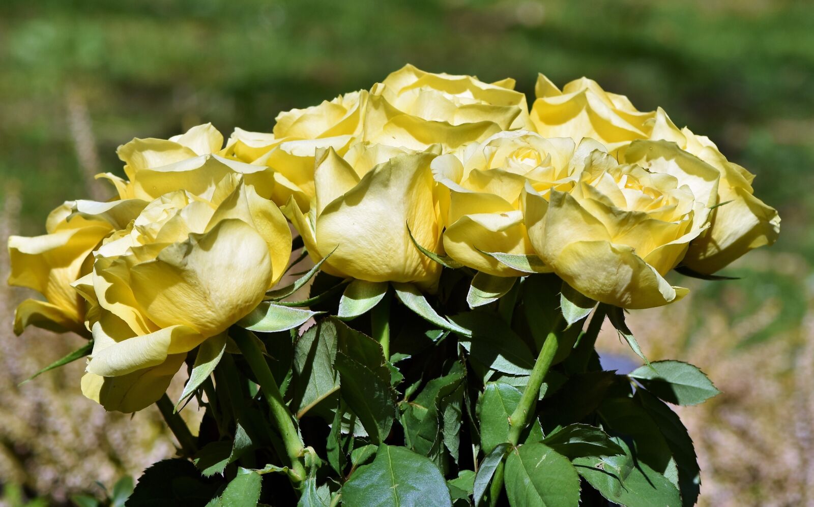 Nikon D7200 sample photo. Roses, bouquet of roses photography