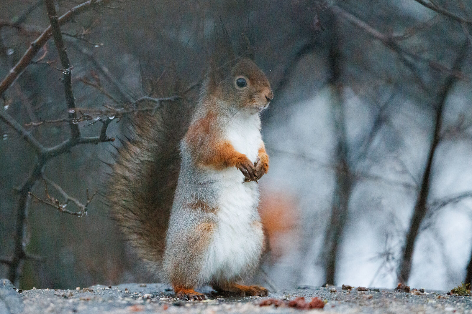 Canon RF 400mm F2.8L IS USM sample photo. Curious squirrel photography