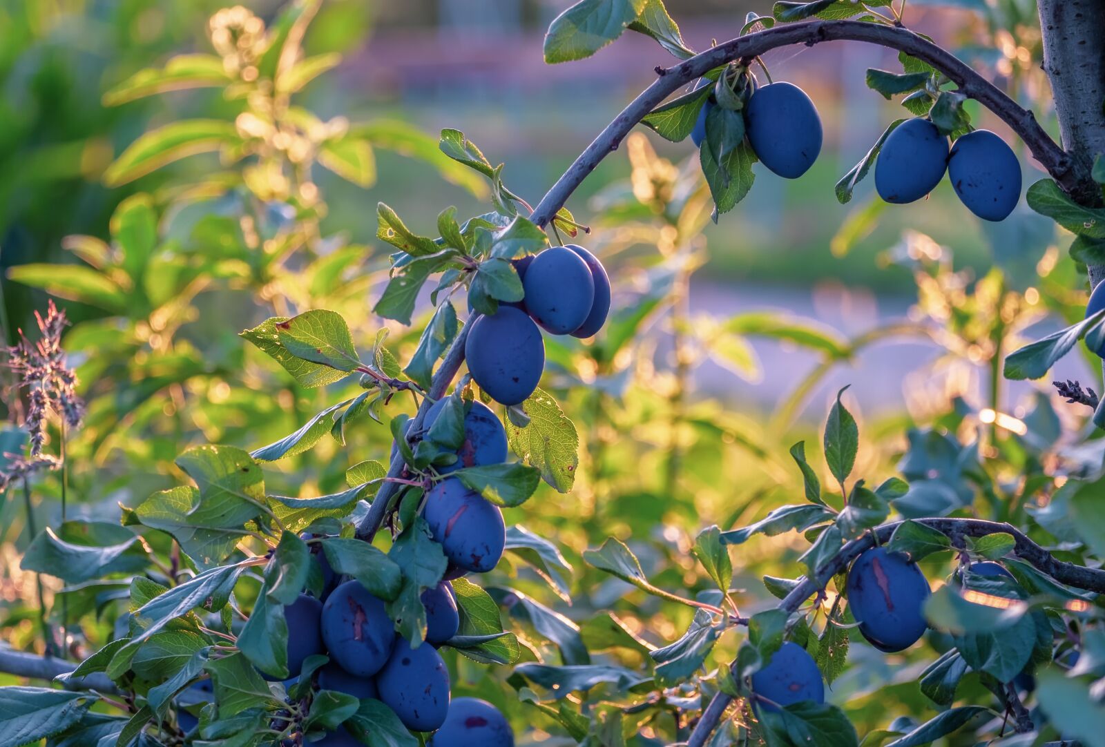 Fujifilm XF 55-200mm F3.5-4.8 R LM OIS sample photo. Plums, fruit tree, fruit photography