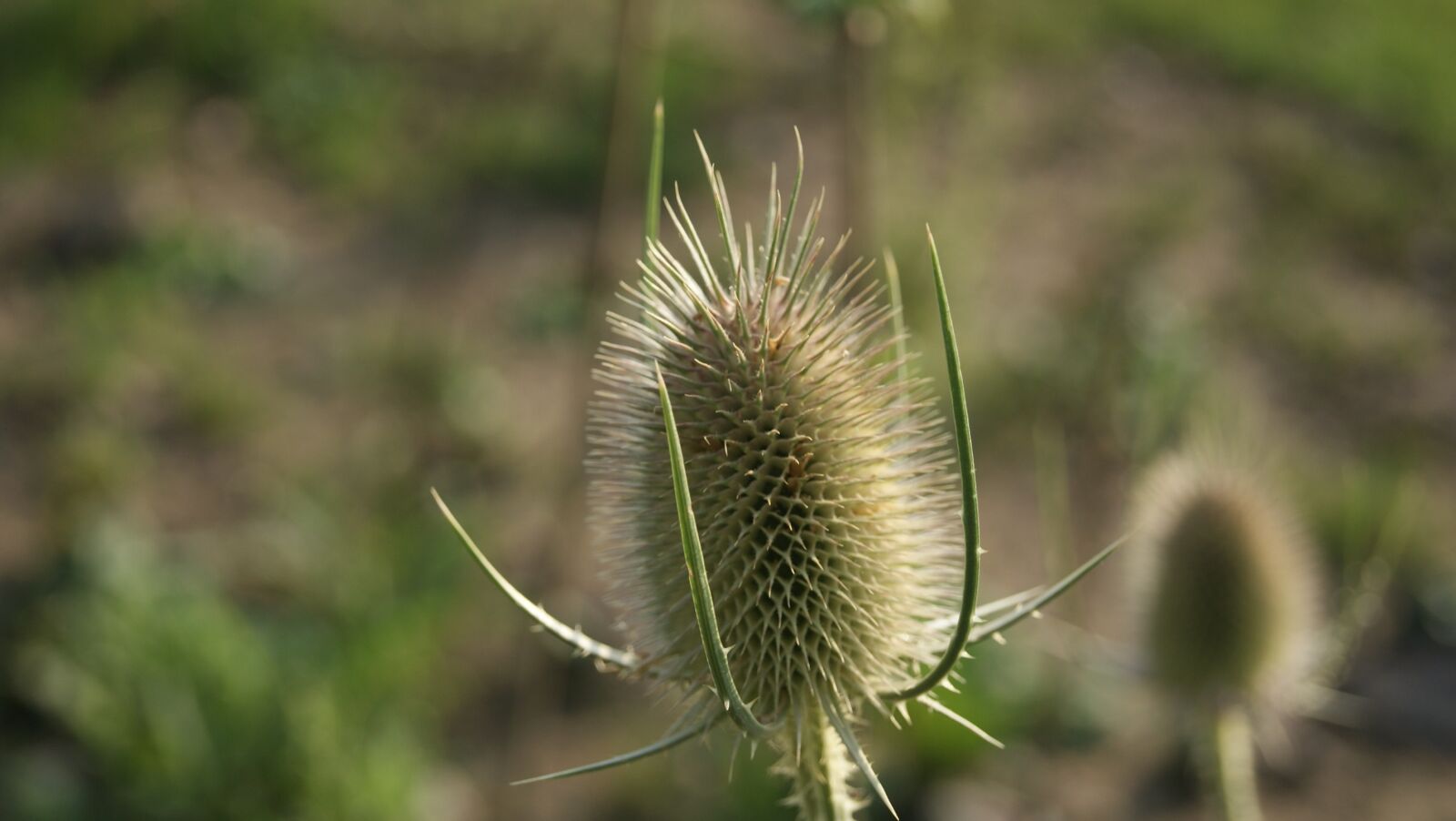 Sony Alpha DSLR-A230 sample photo. Thistle, blossom, bloom photography